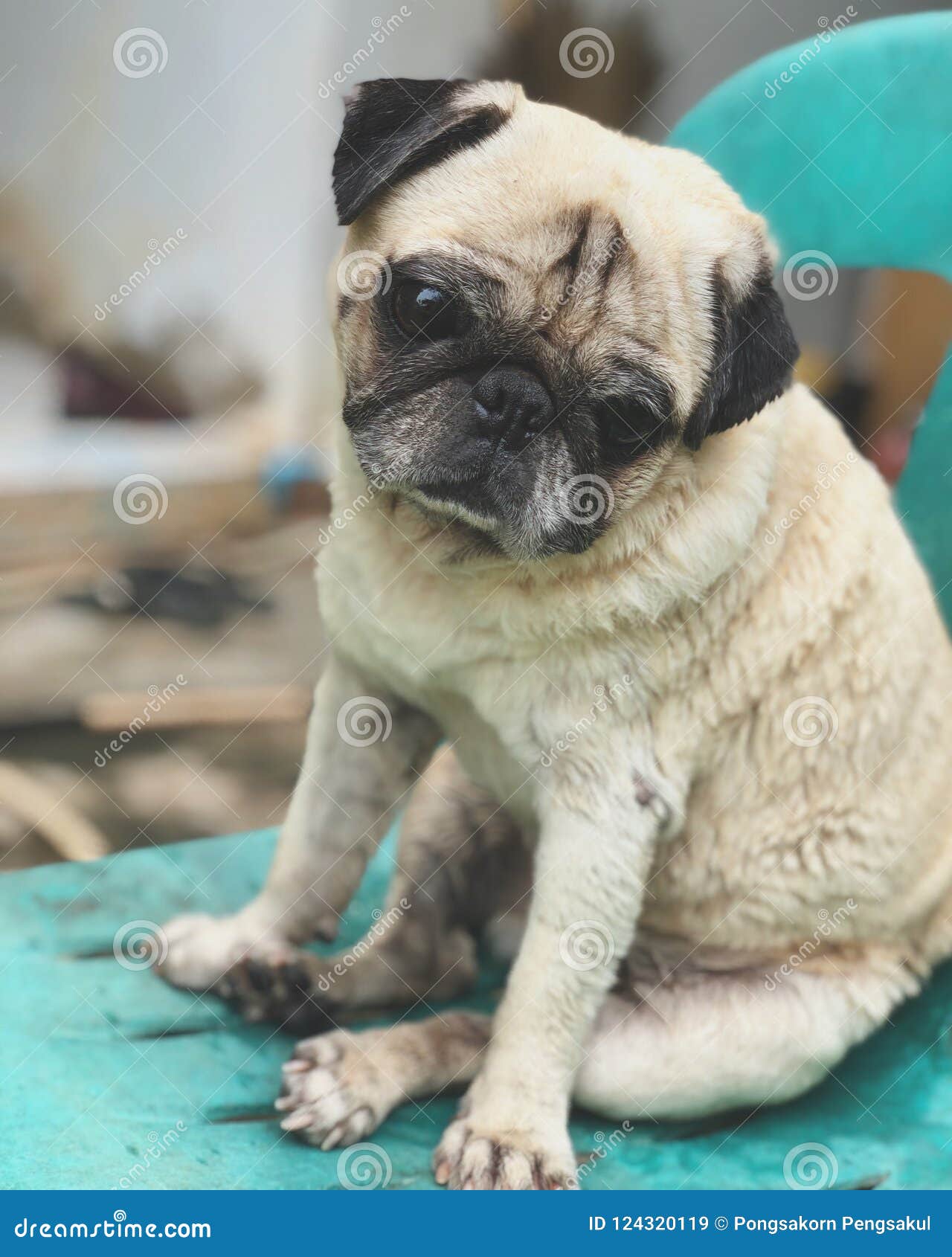Pug Sitting On The Chair Stock Image Image Of Camera 124320119
