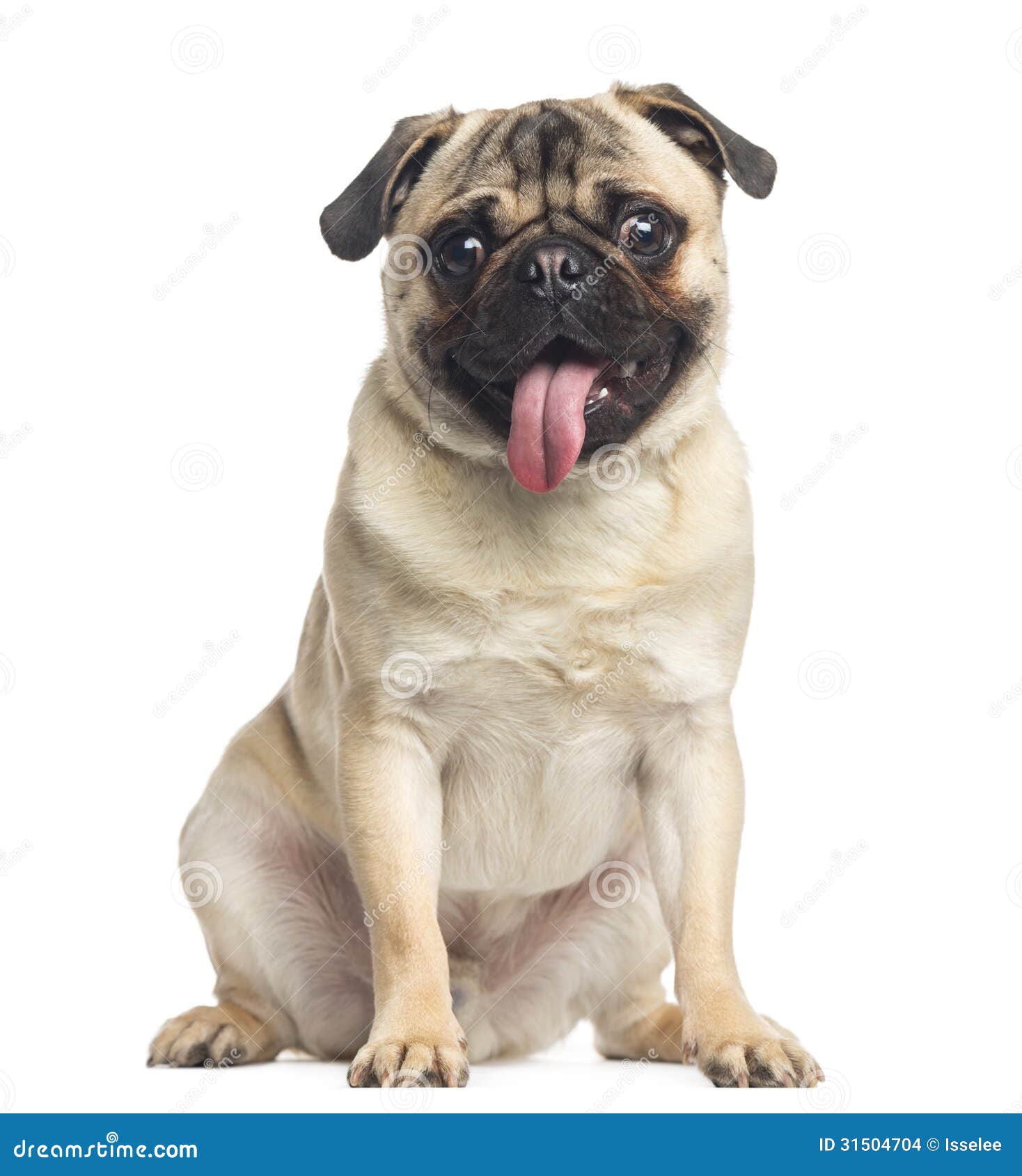 pug, sitting and panting, 1 year old