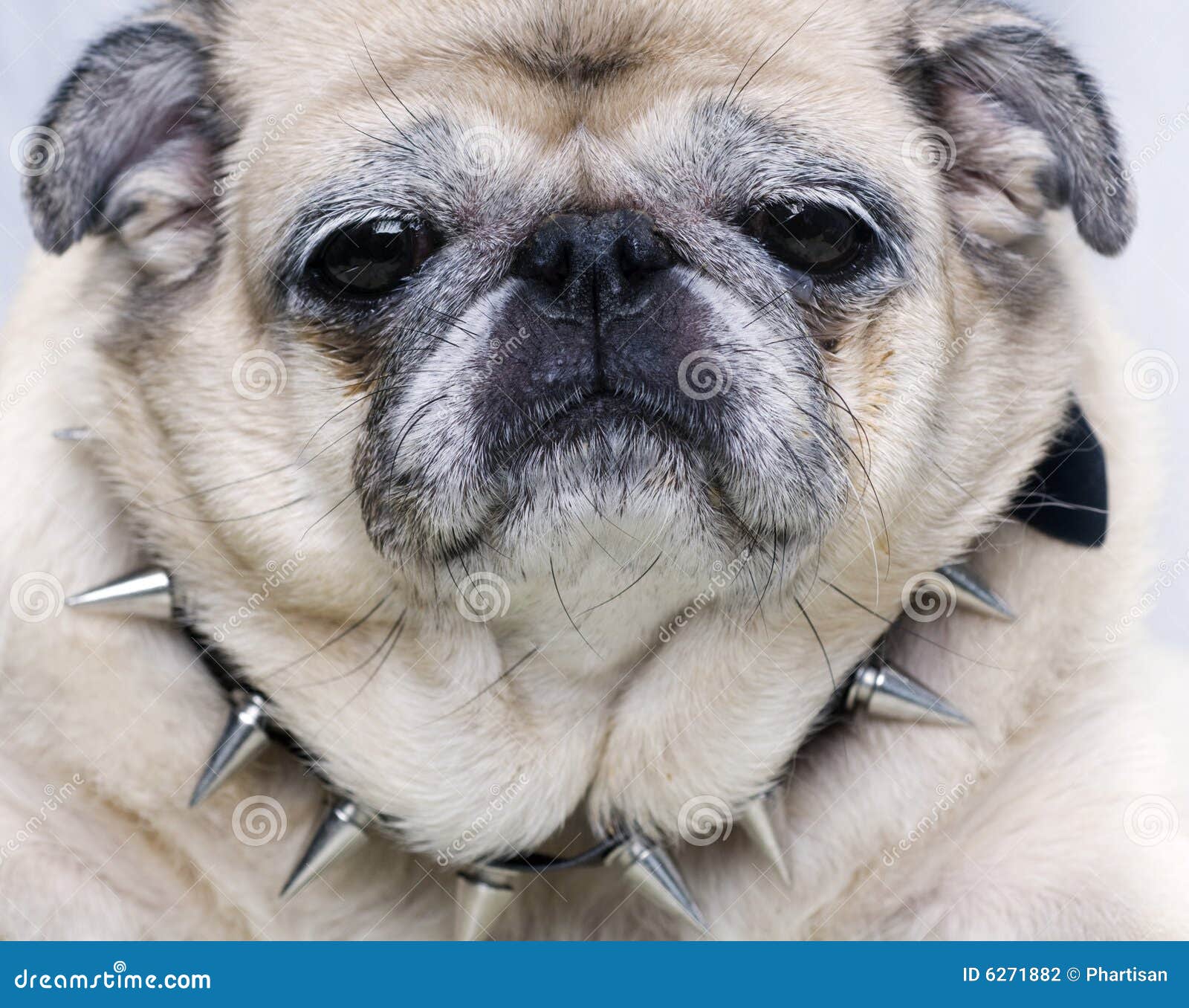 smiling pugs