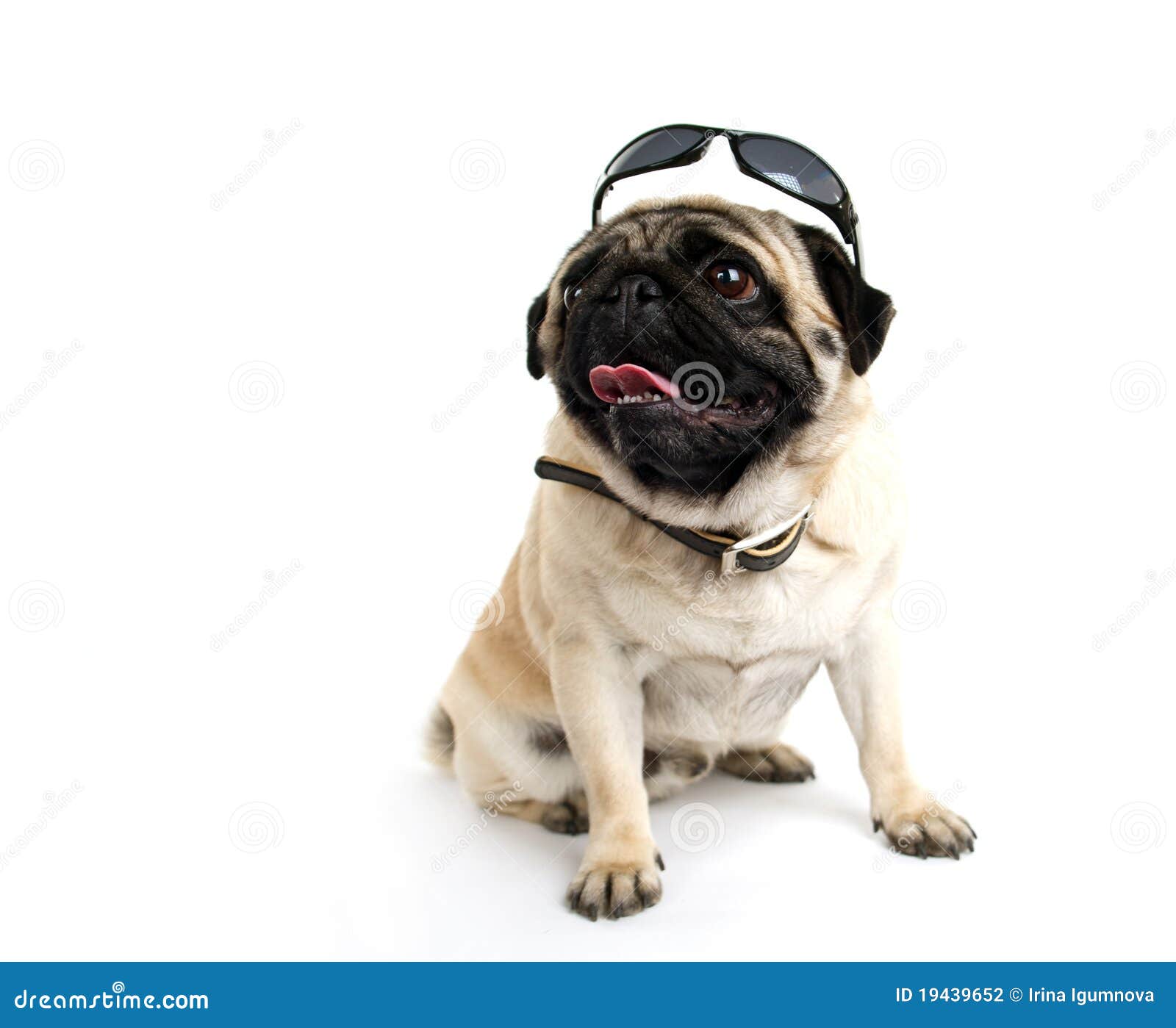 Pug in sunglasses stock photo. Image of portrait, domestic 19439652