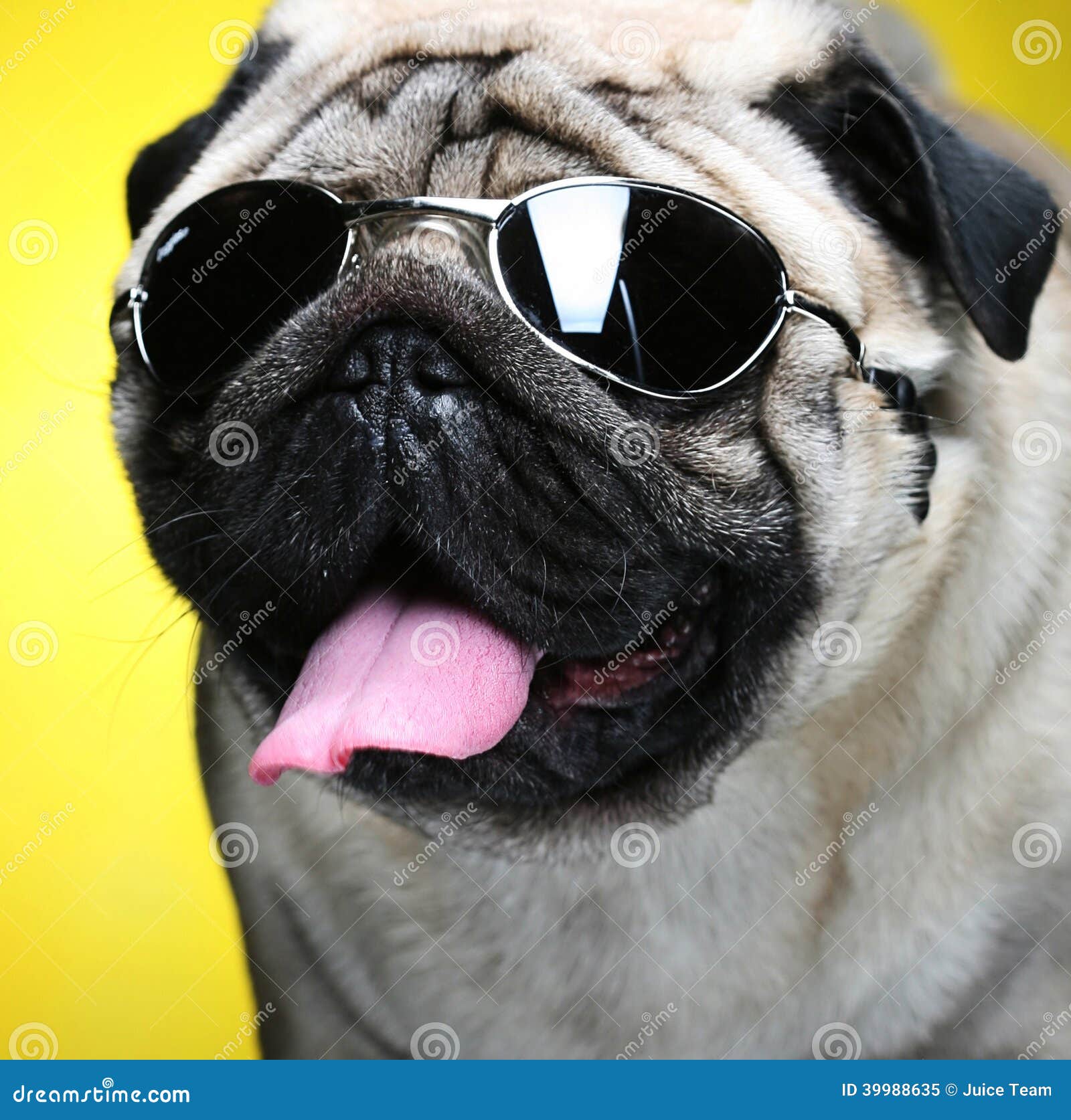 Pug with sunglasses. stock image. Image of funny, black - 39988635