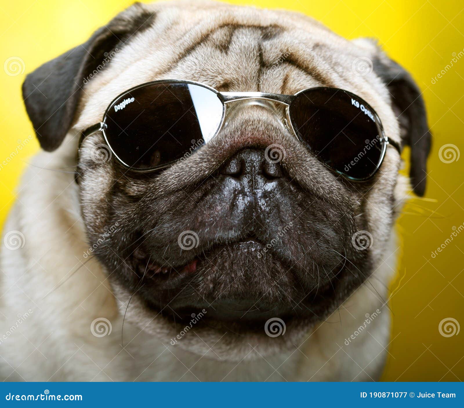 Pug with sunglasses. stock image. Image of beige, obedient 190871077