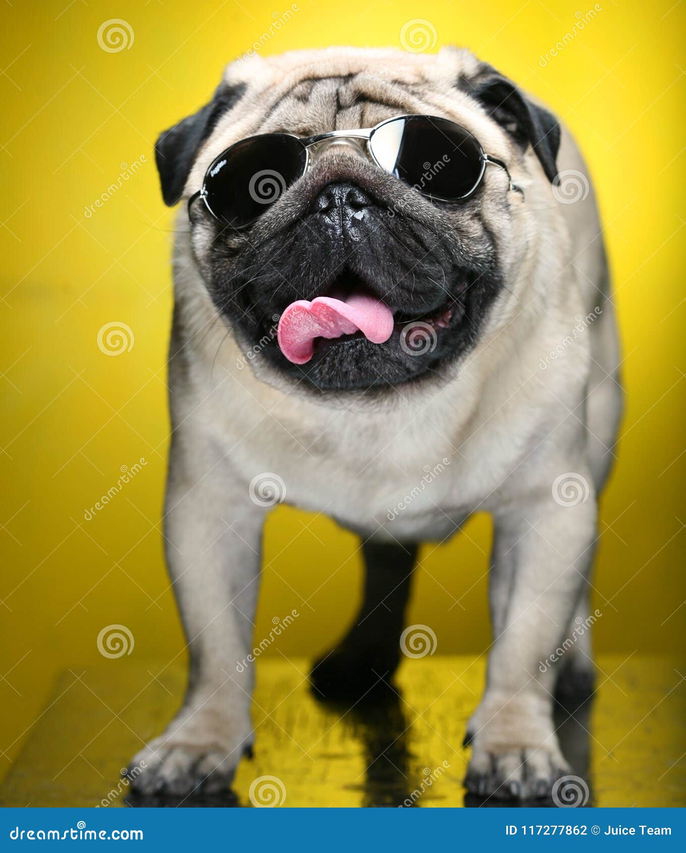 Pug with sunglasses. stock photo. Image of obedient - 117277862