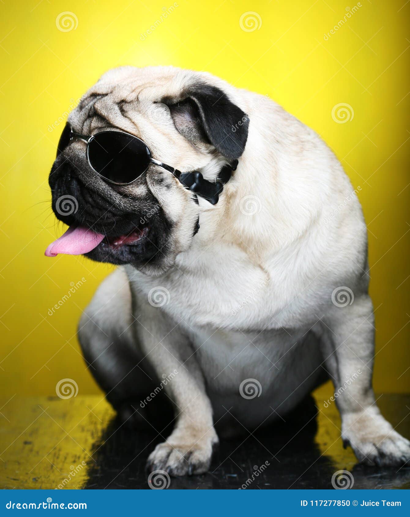 Pug with sunglasses. stock photo. Image of expression - 117277850