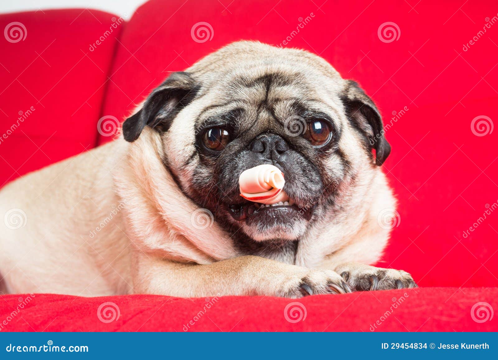 Pug with Treat stock photo. Image of snack, animal, chewing 29454834