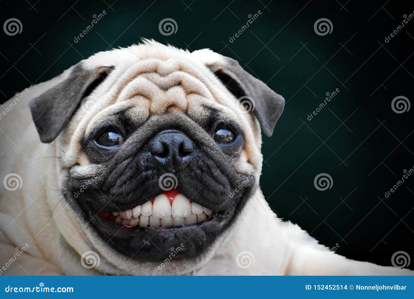 Happy Pug Dog Unique Smile. Stock Photo - Image of isolated, teeth: 152452514 Happy Pug Dog Unique Smile. Stock Photo - Image of isolated, teeth: 152452514