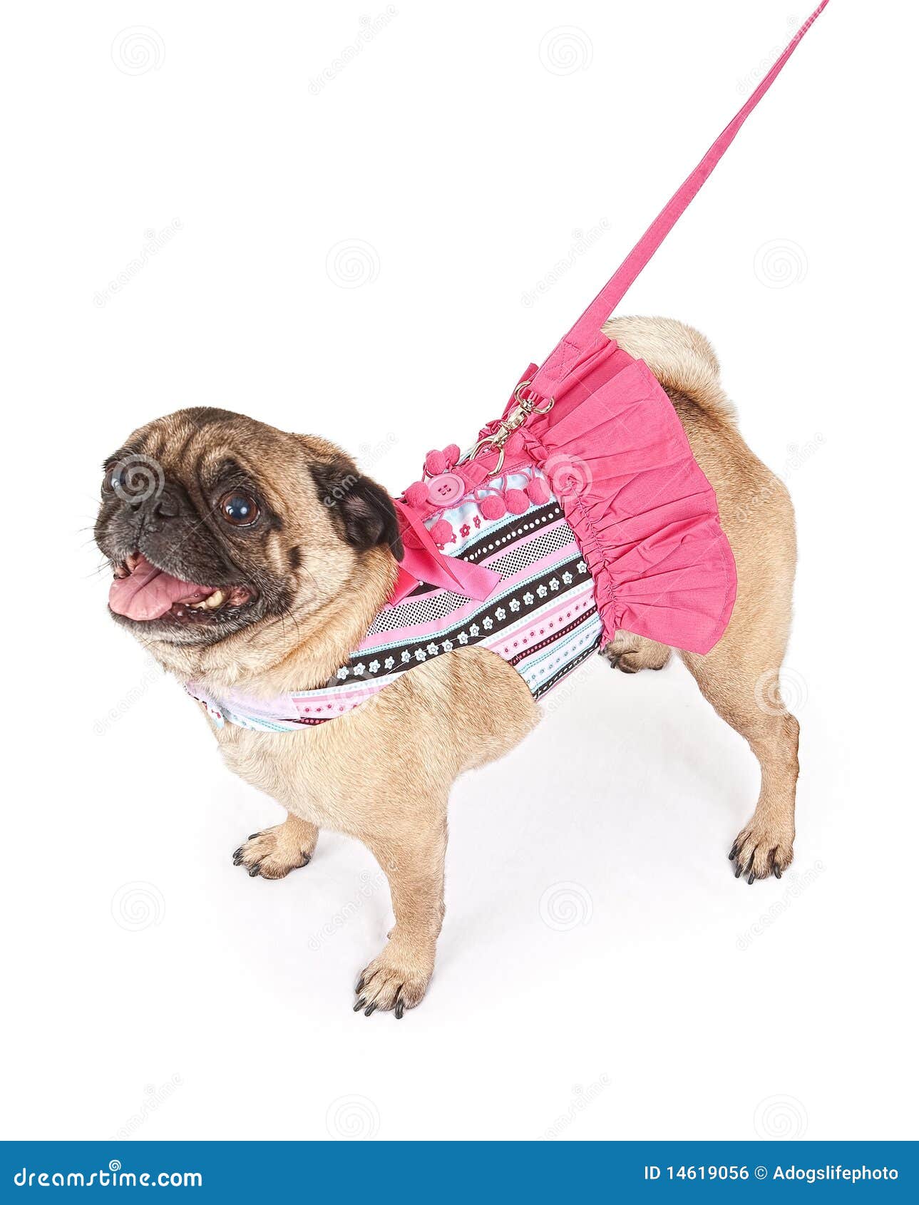 Pug Wearing a Pink Striped Outfit Stock Photo Image of striped, rescue 14619056
