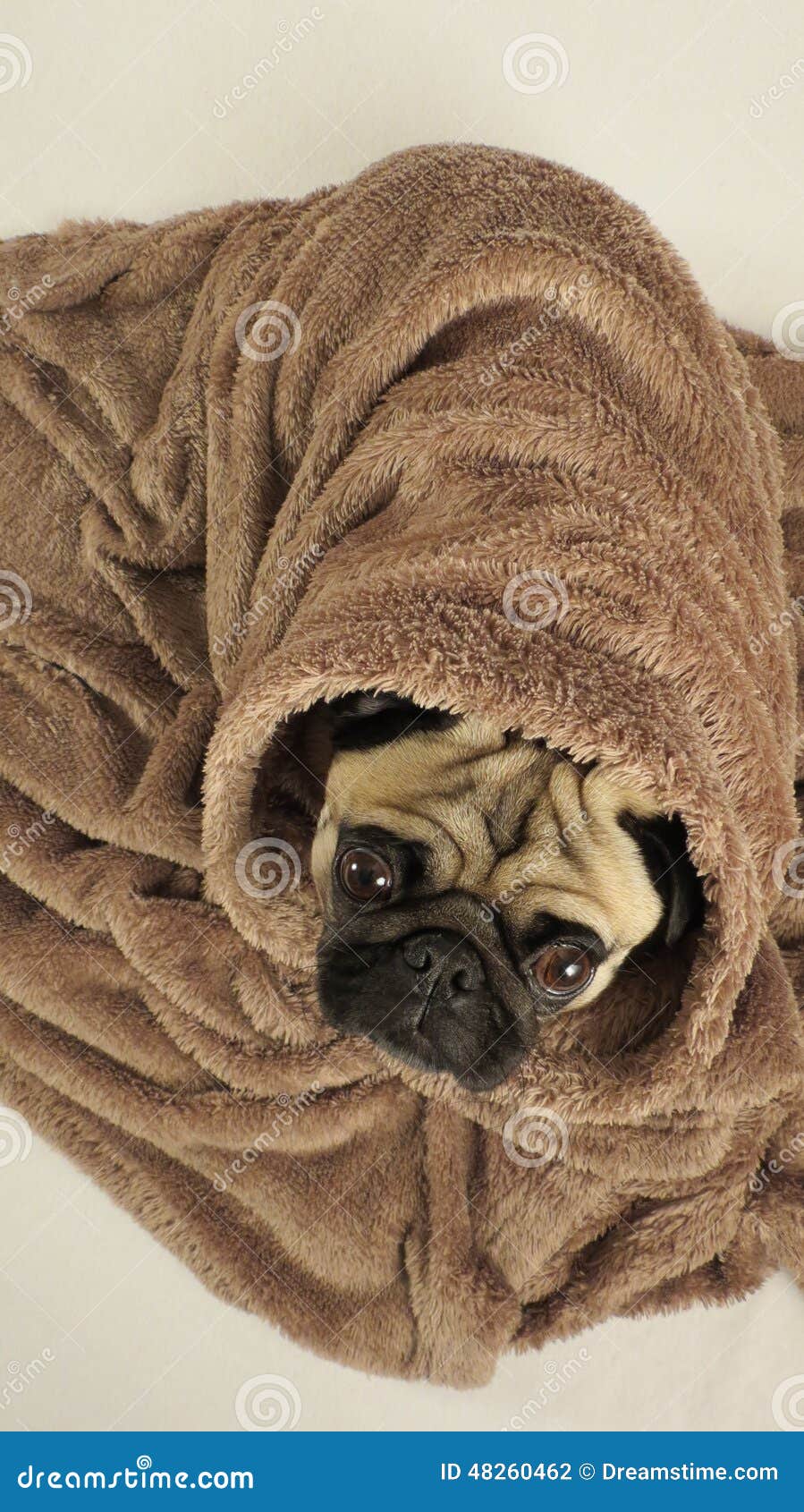 Pug wrapped in blanket stock photo. Image of bites, mouth 48260462