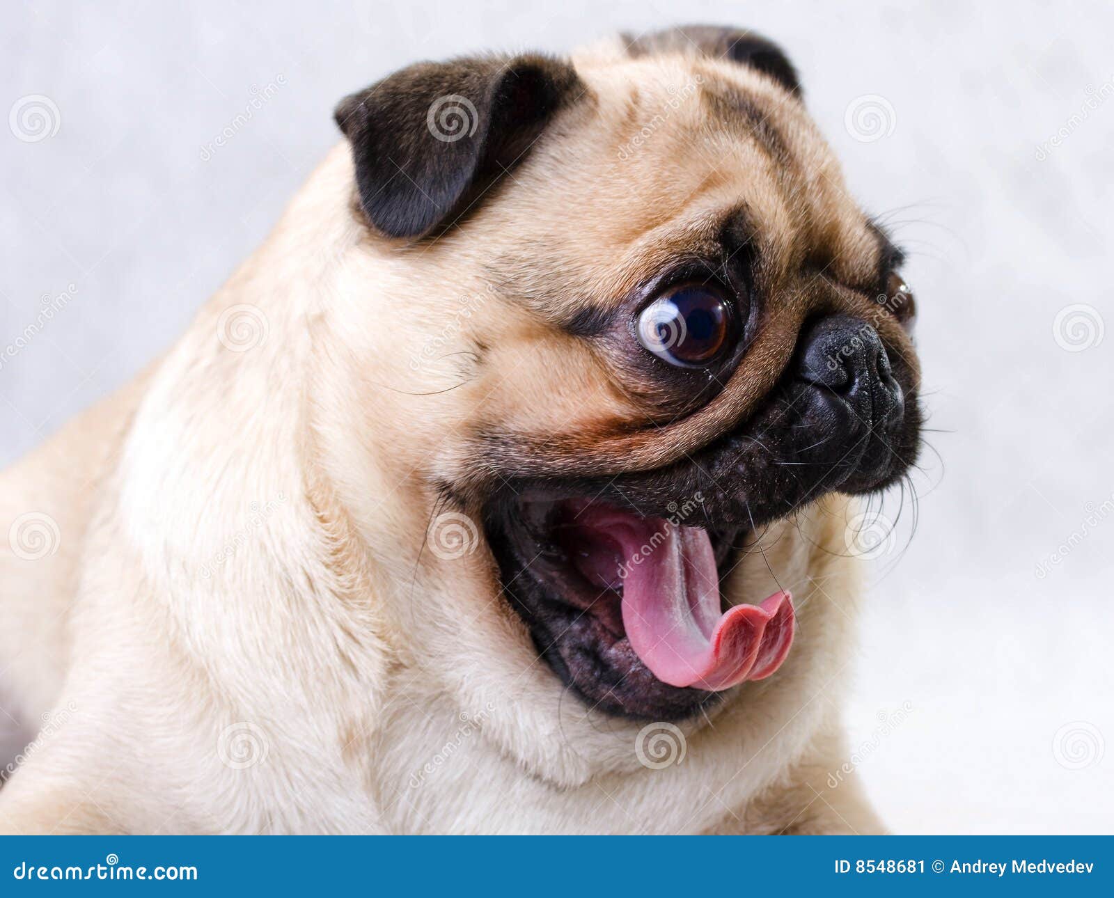 Why Does My Dog Yawn When I Hug Her