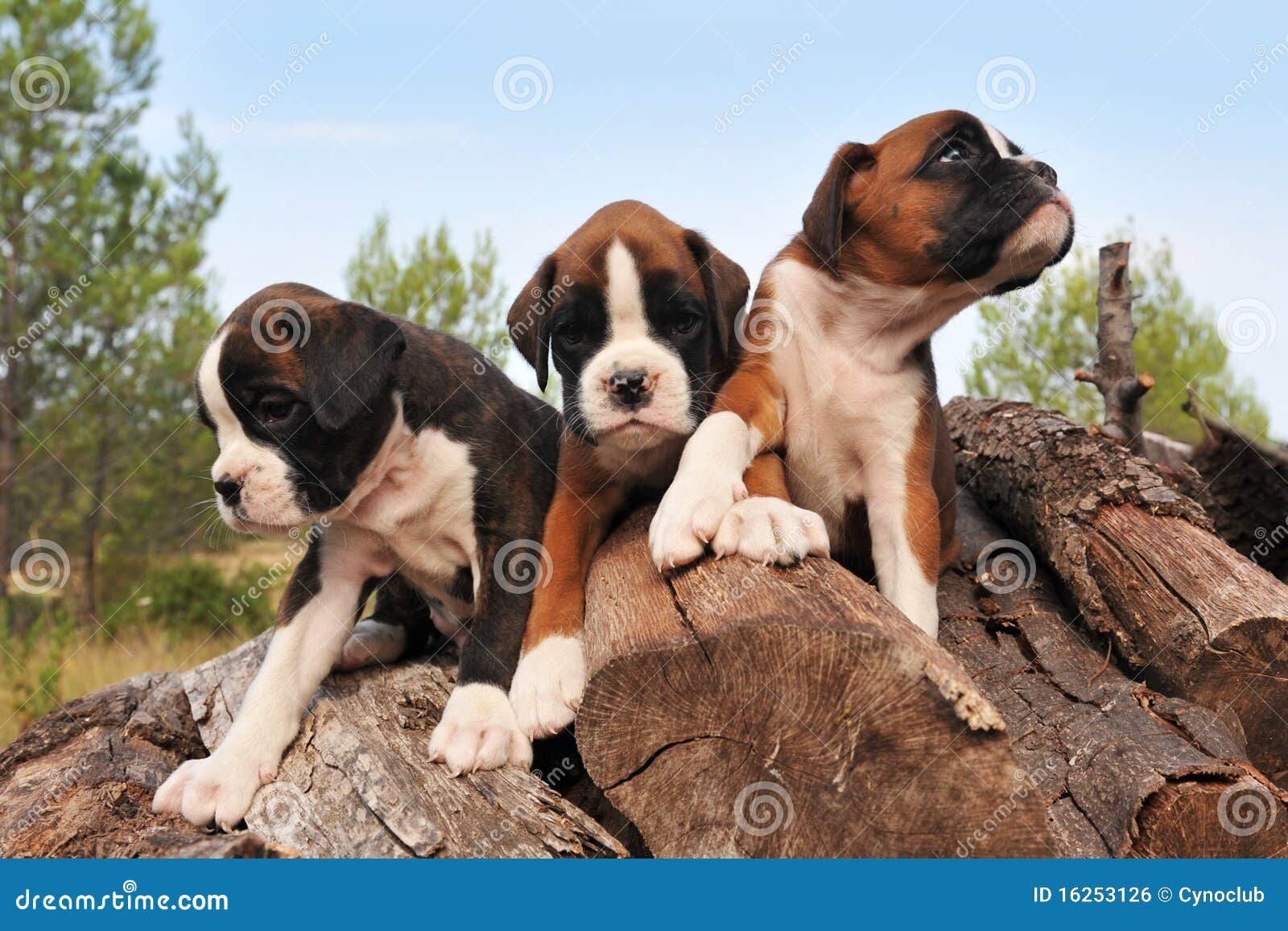 Pitbull American Bulldog For Sale American Bulldog Puppy For Sale In Pine  Bush Lancaster Puppies, image size:1600x1157