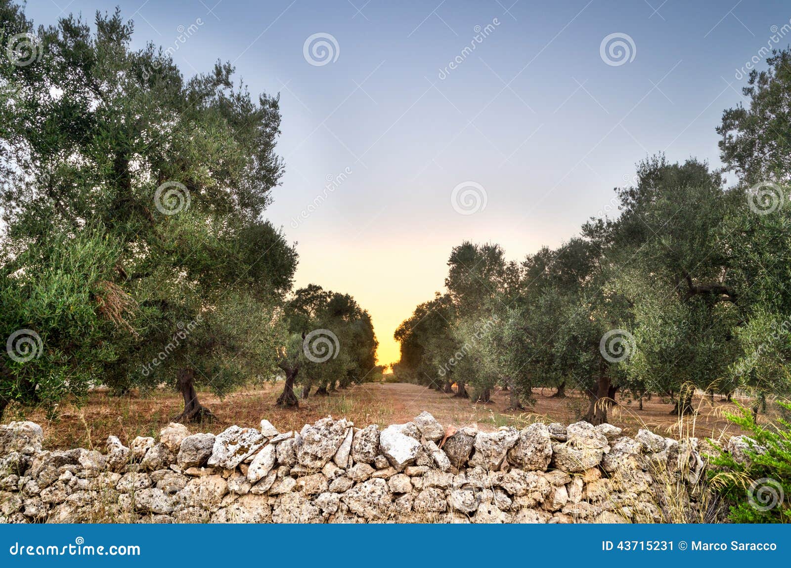 puglia, italy, olive trees