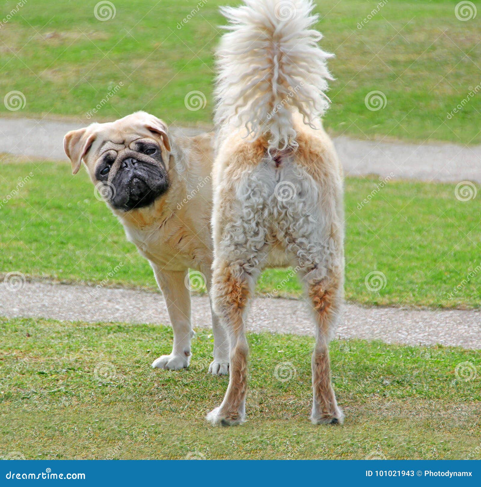 pugrador pedigree crossbreed dog