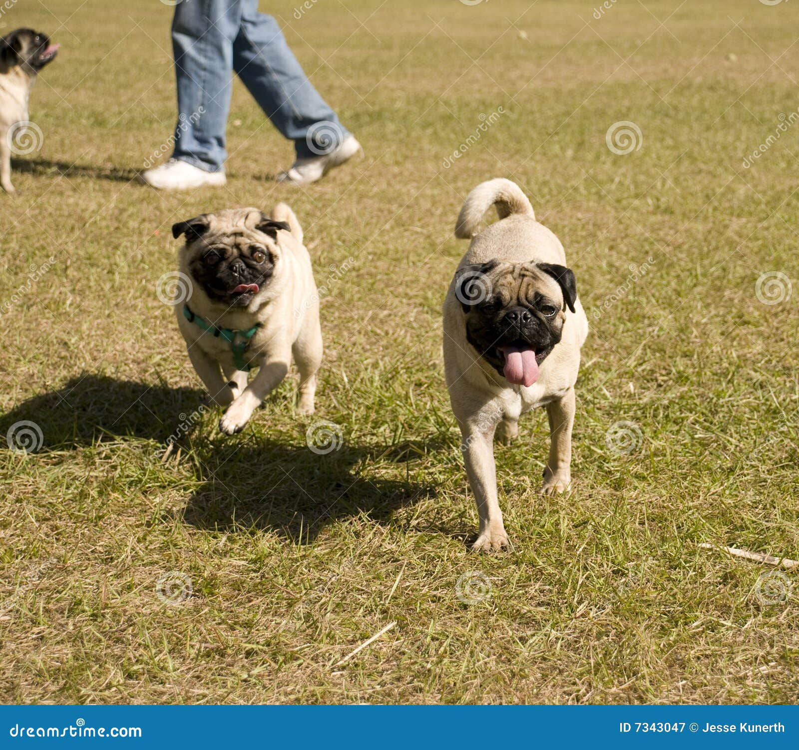 Pugs Running stock image. Image of grass, park, friends 7343047