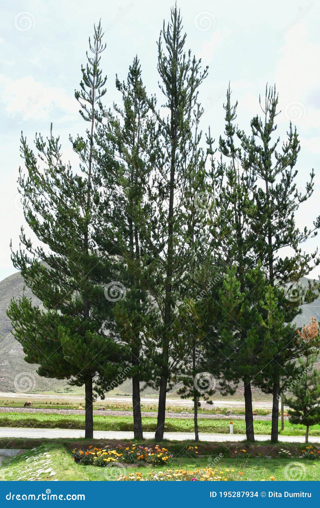 green spaces in pukara- peru 1