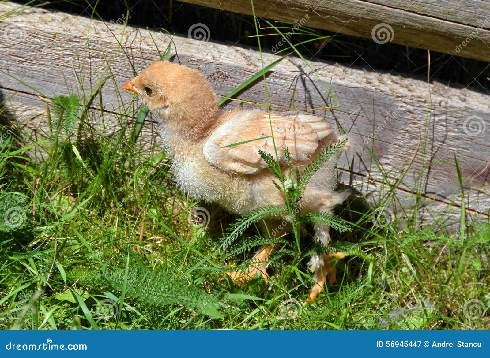 Pulcino piccolo immagine stock. Immagine di vita, guscio 56945447