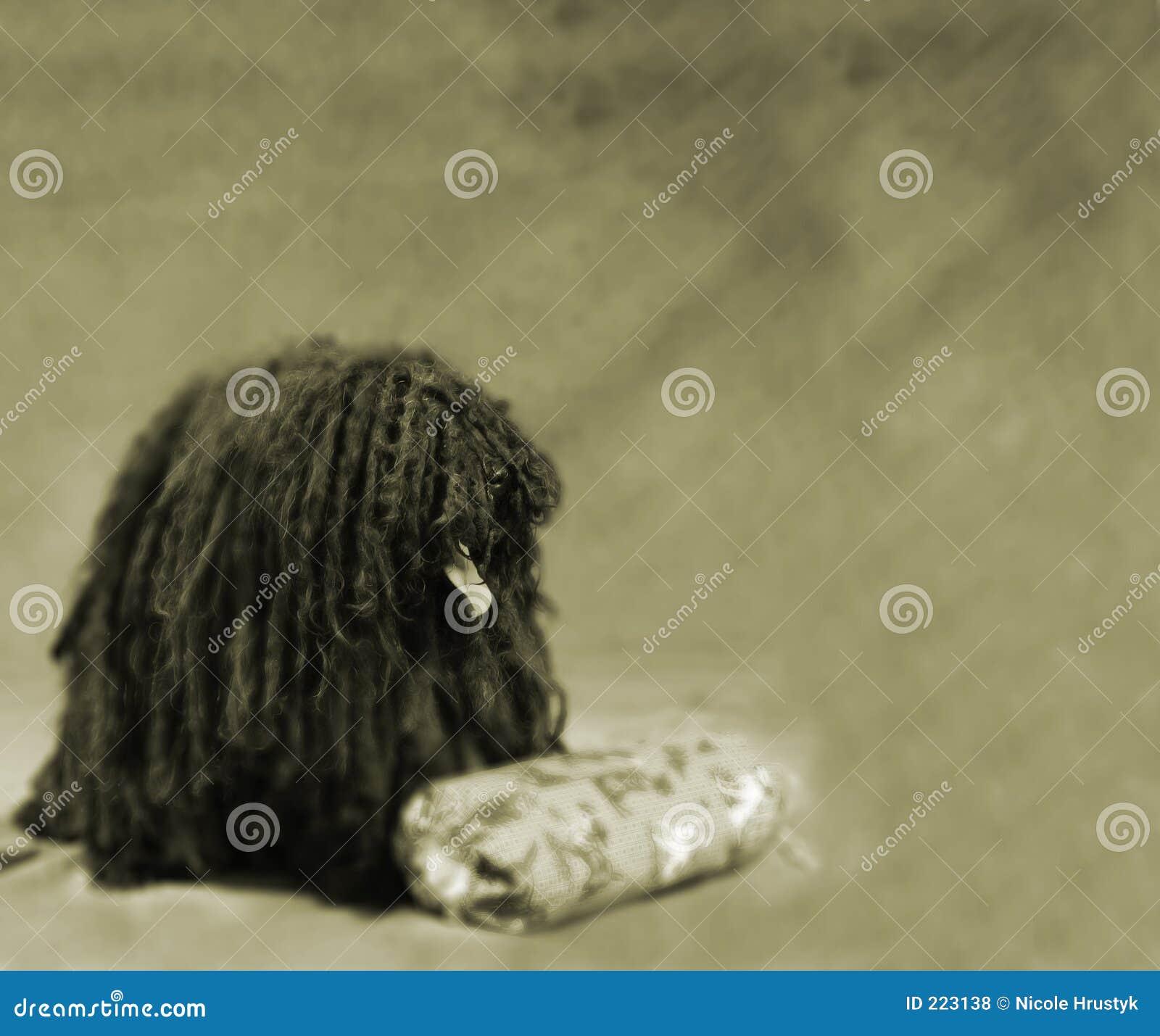 Puli Dogs Stock Photos - Free & Royalty-Free Stock Photos ...