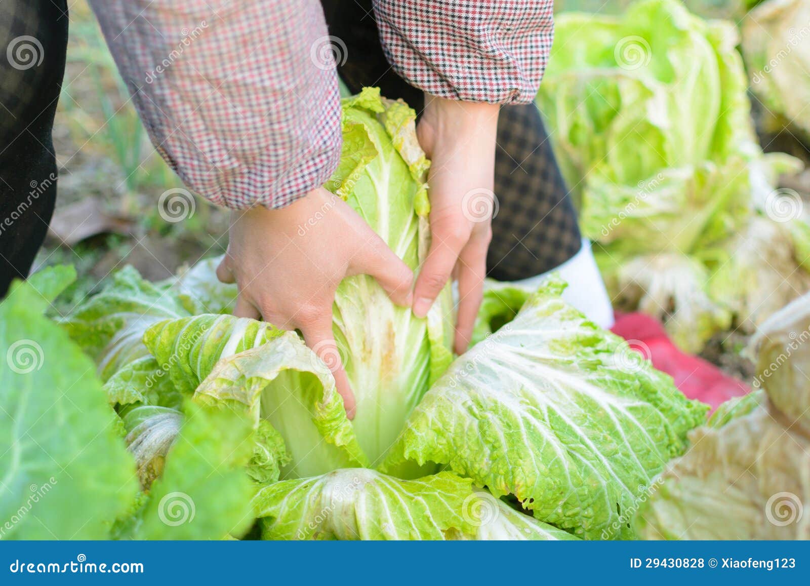 Pull the cabbage stock photo. Image of plant, farming 29430828