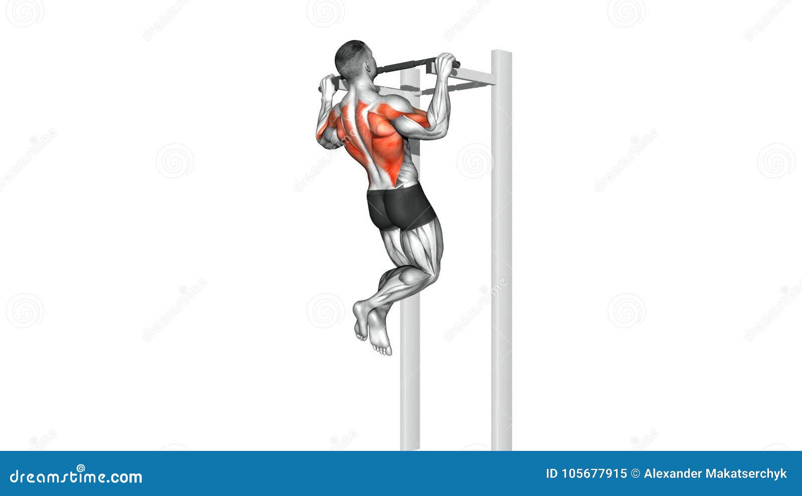 Pull Up Exercise. Back Muscles Stock Video - Video of deltoids, exercising:  105677915