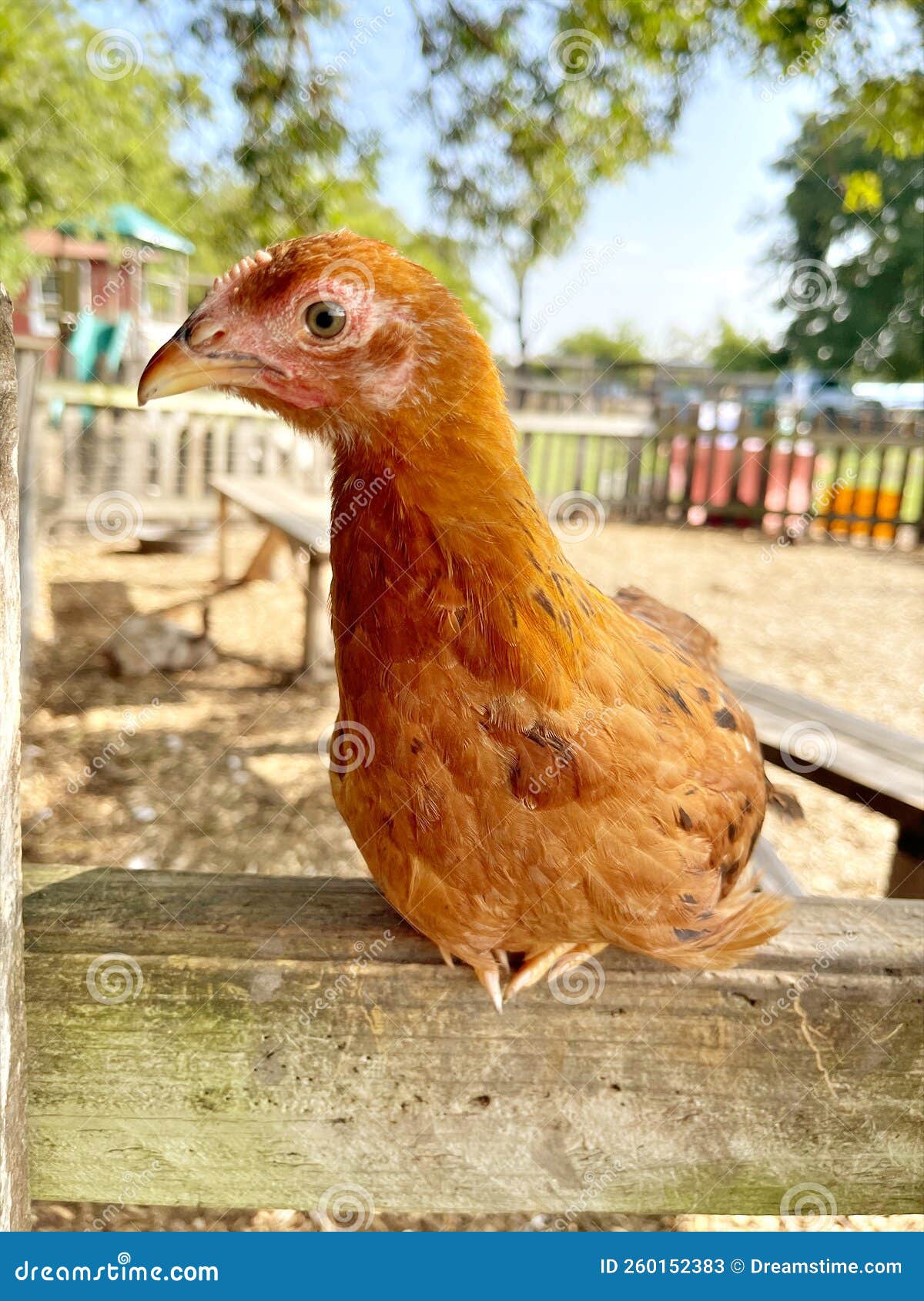 Pullet chick chicken stock image. Image of chicken, pullet 260152383