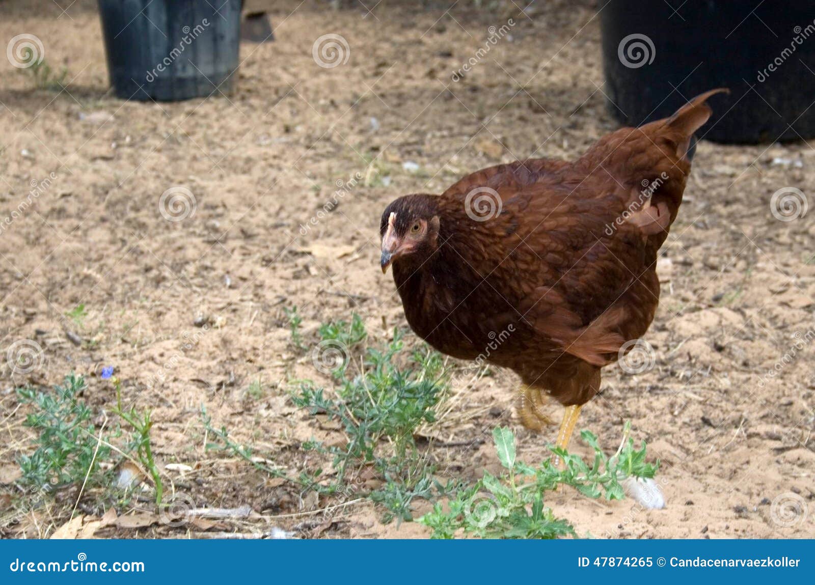 Pullet stock image. Image of animal, peck, freeranging 47874265
