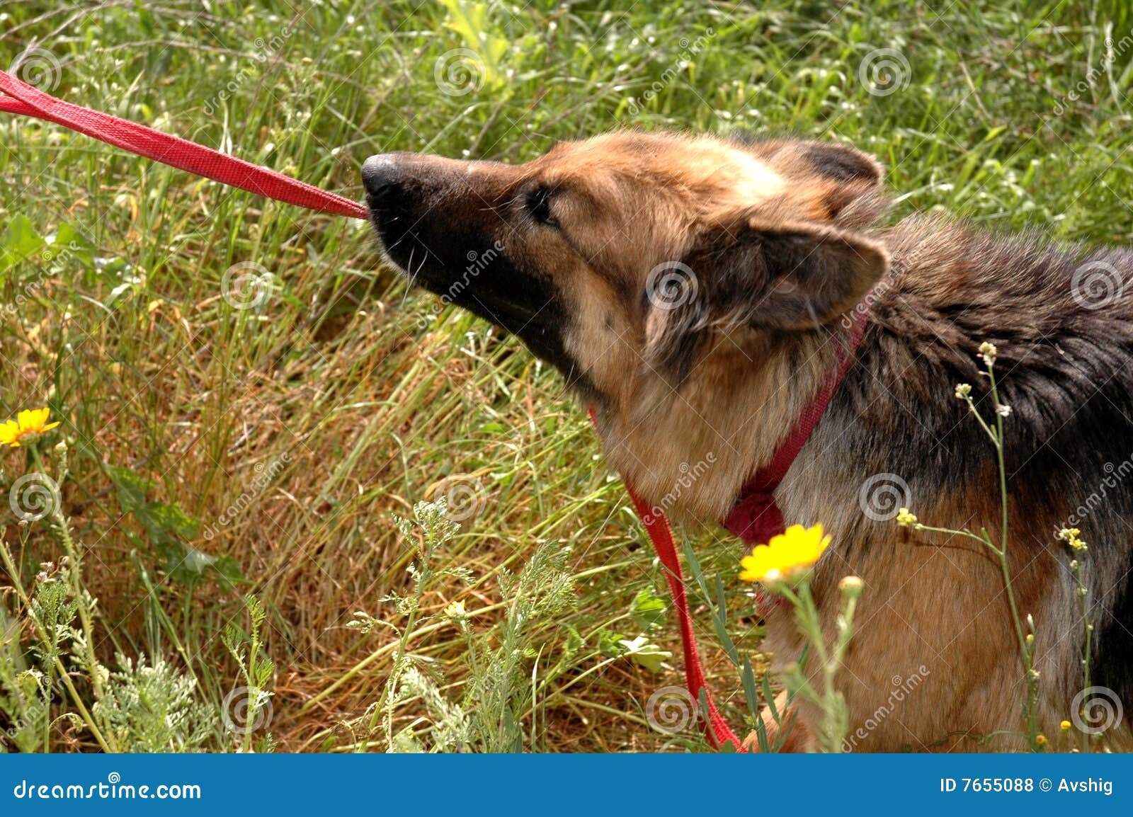 Pulling stock photo. Image of pulling, german, dogs, field 7655088