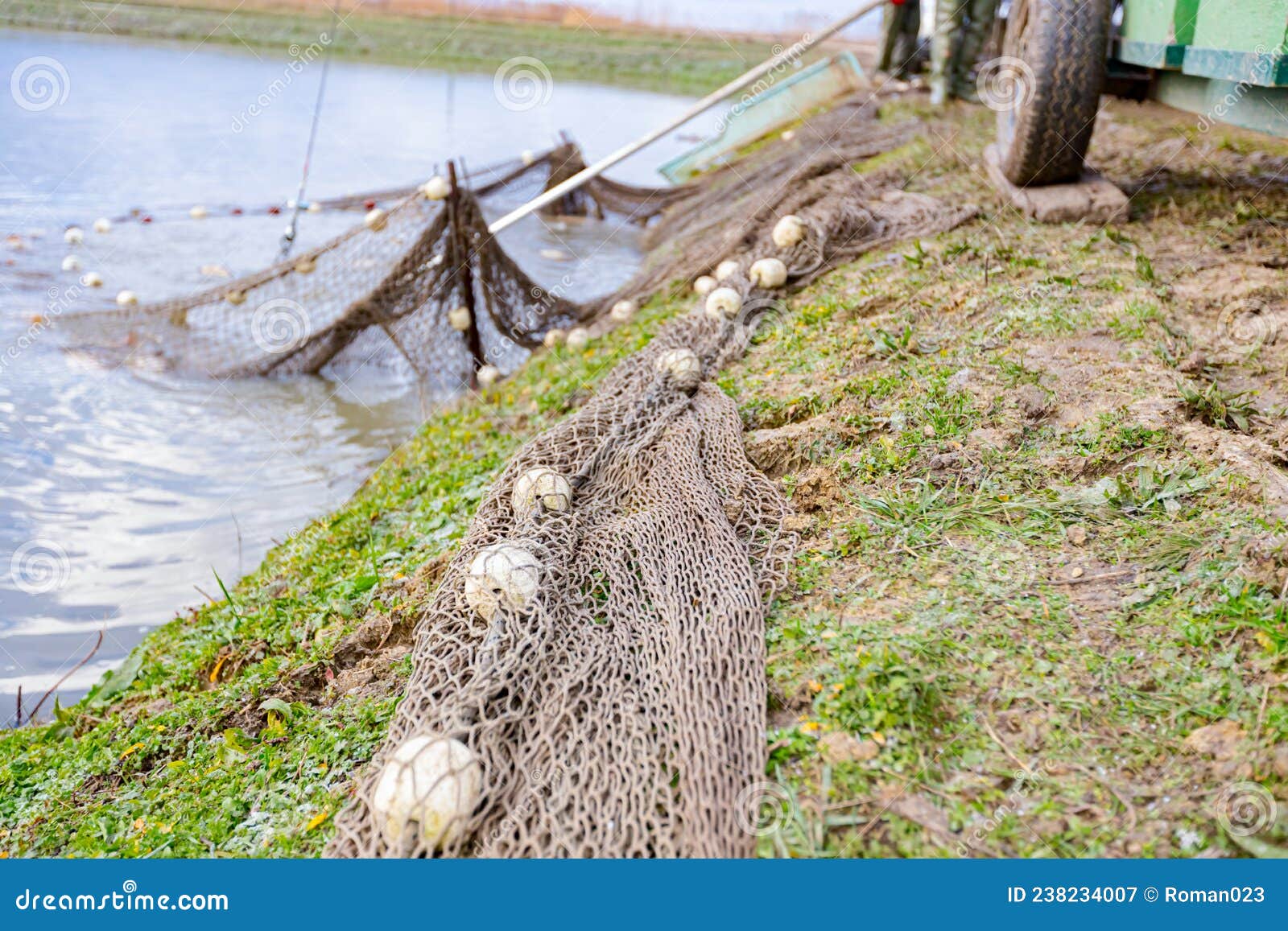 Harvesting Carp Fish from Pond with a Long Handle Fishing Net Stock Image -  Image of angling, haul: 238234007