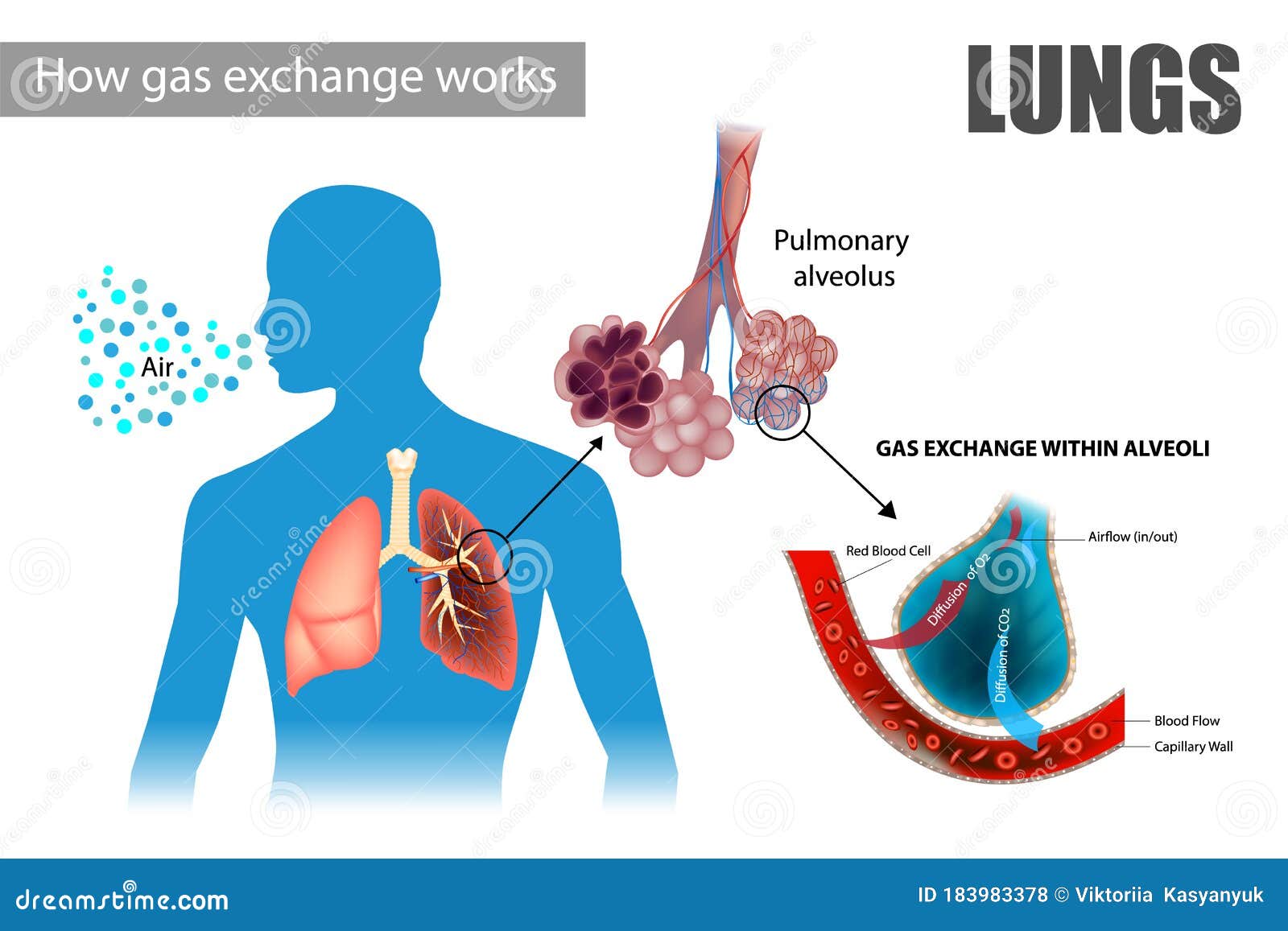 Pulmonary Alveoli Human Anatomy Respiration Concept Royalty-Free