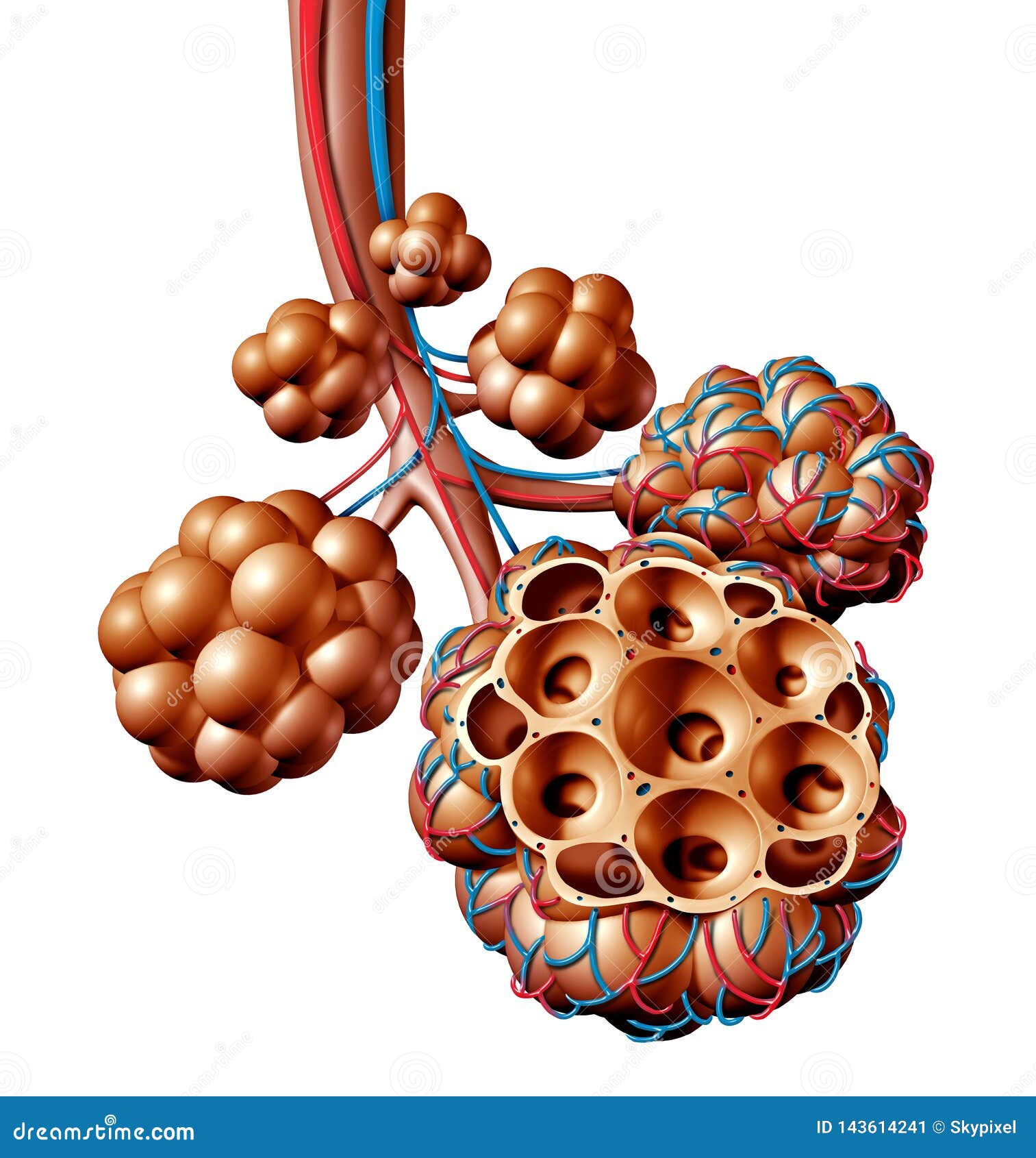 pulmonary alveoli human anatomy respiration concept