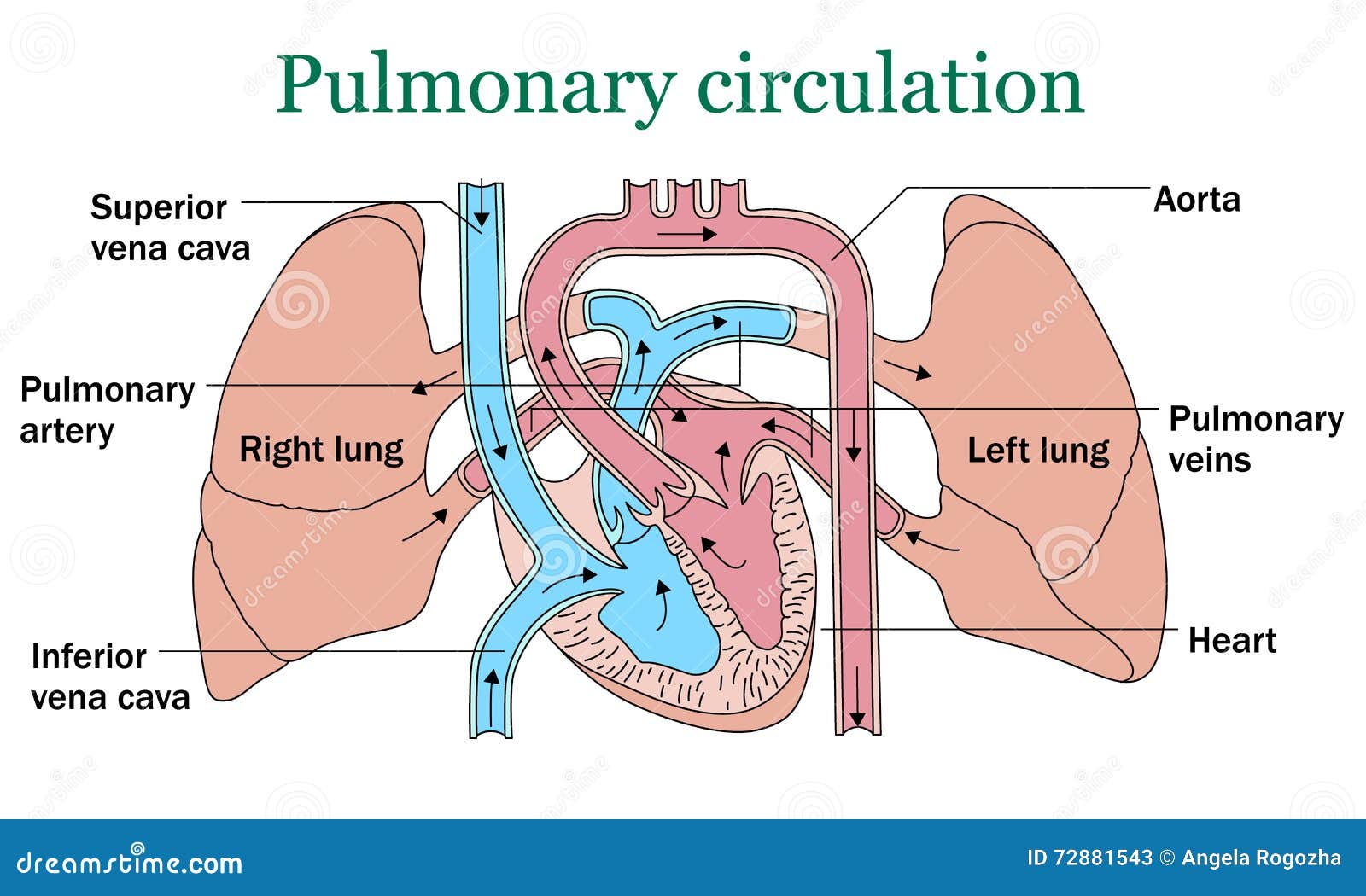 pulmonary circulation 