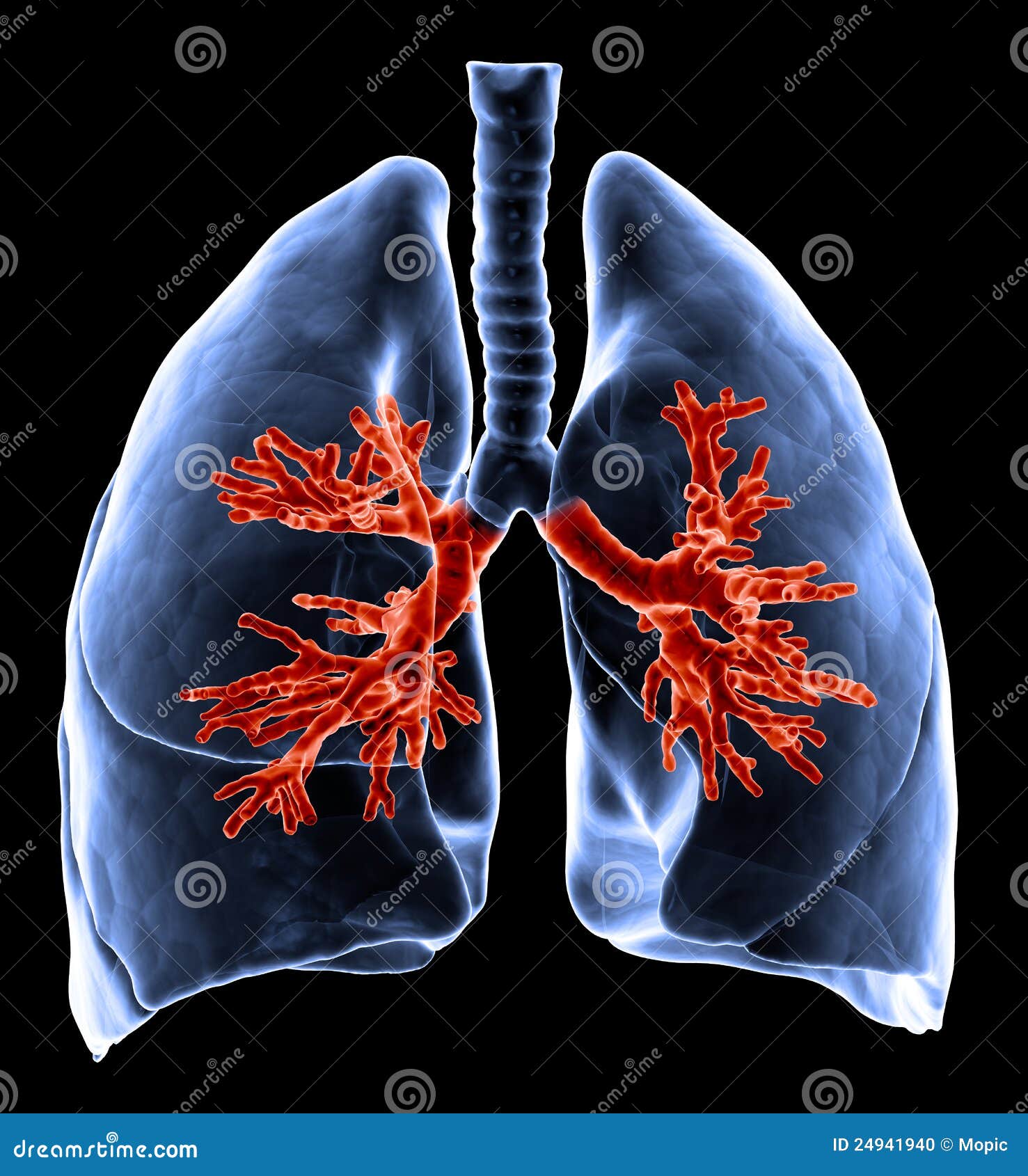 3D ilustración médica - pulmones con los bronquios visibles