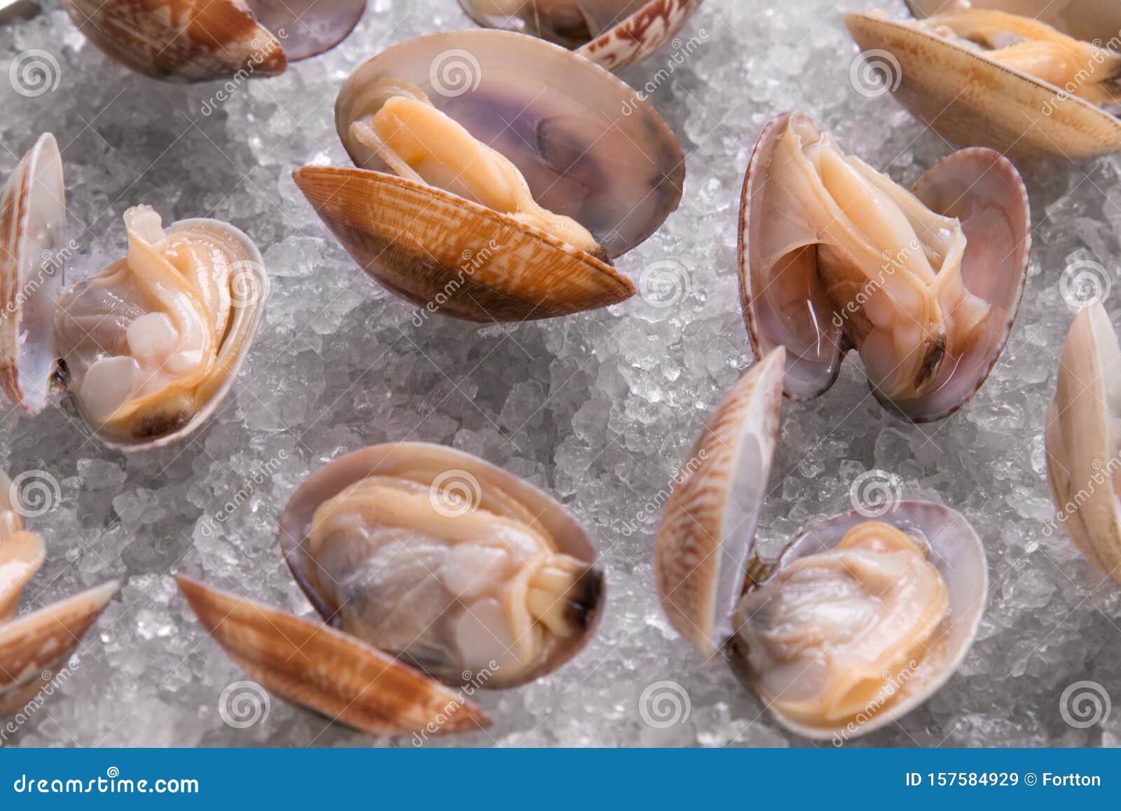 Seafood shells closeup stock image. Image of meal, mollusk 157584929