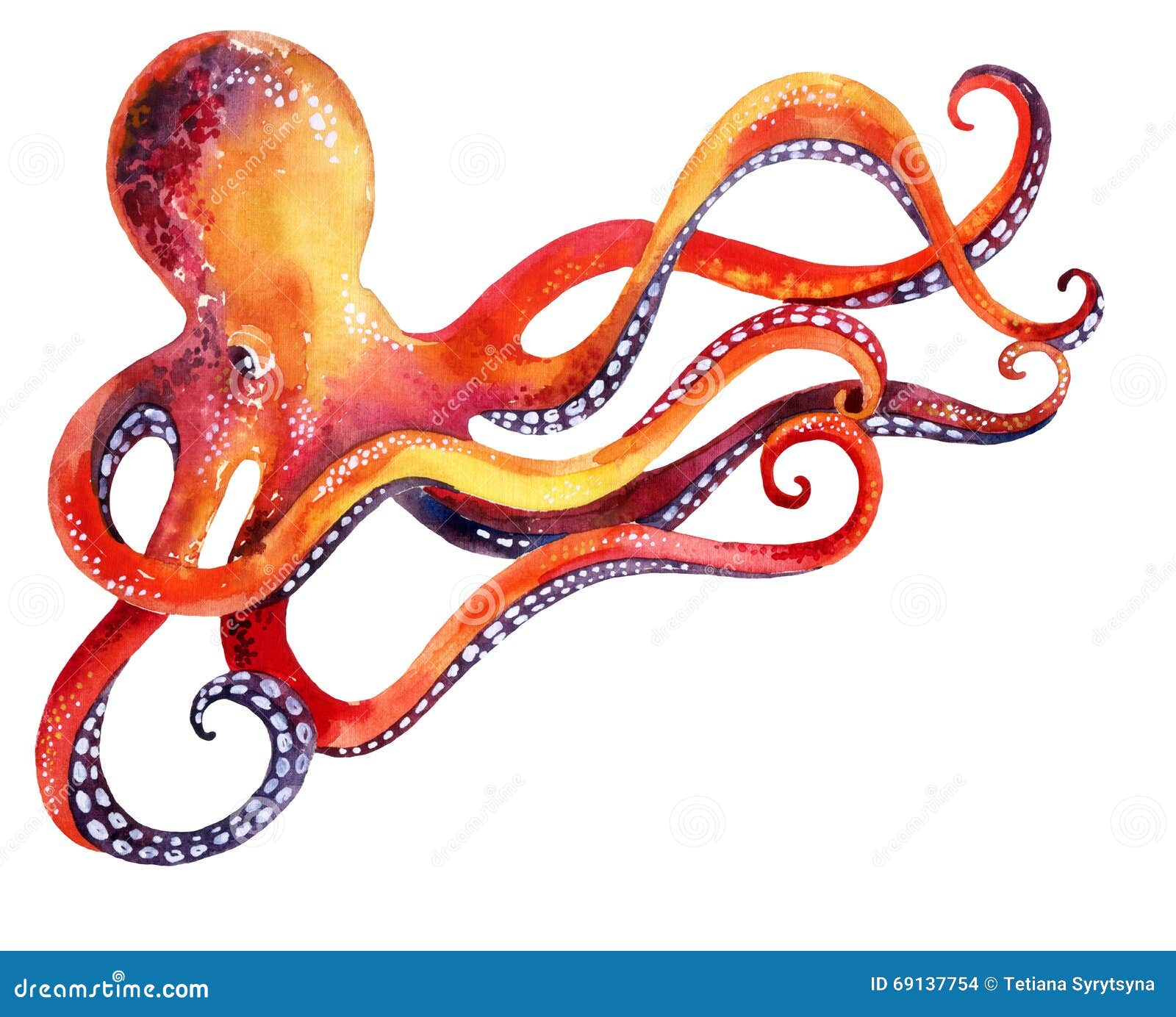 Pulpo Aislado En El Fondo Blanco Stock de ilustración - Ilustración de  ciencia, corte: 69137754