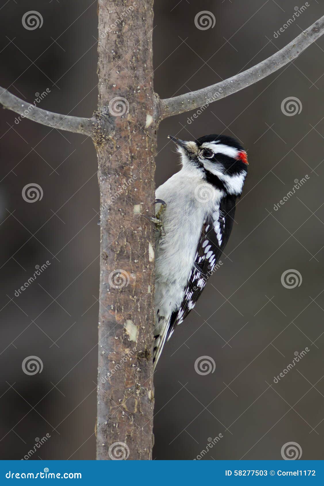 Pulsación de corriente suave (pubescens del Picoides) que se encarama en un árbol