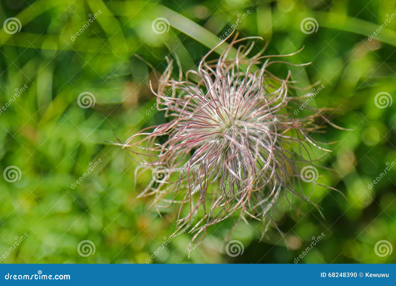 pulsatilla alpina flower during summer in europe