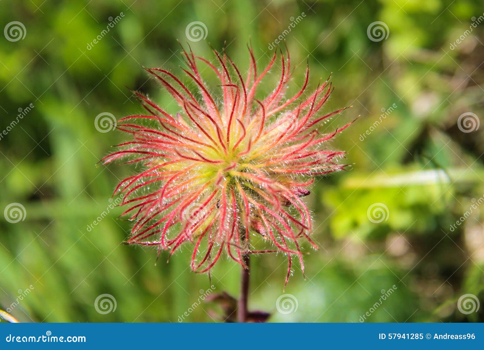 pulsatilla alpina