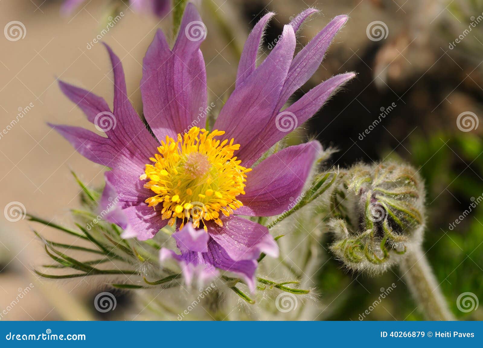 pulsatilla