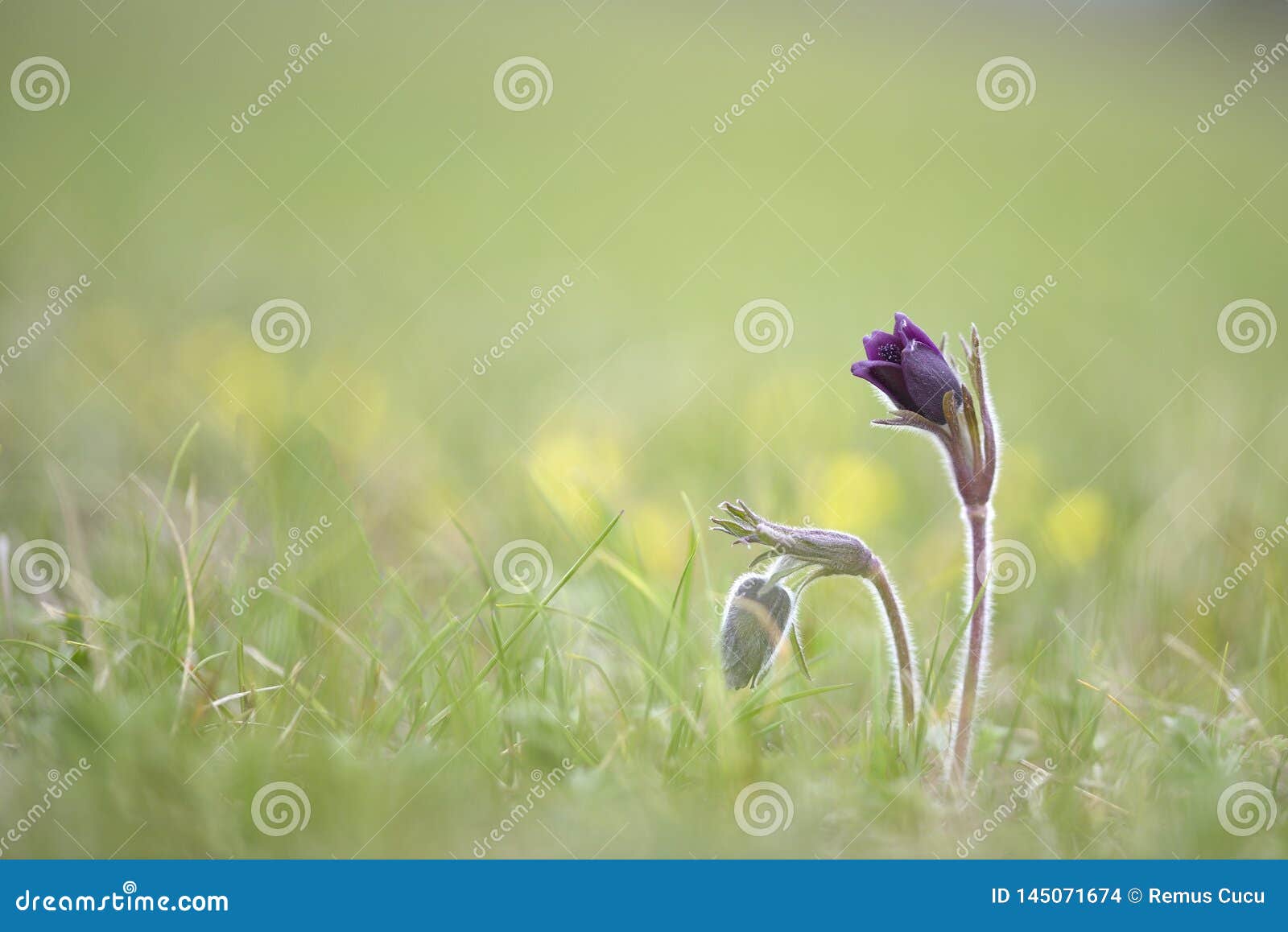 pulsatilla pratensis ssp, nigricans - small pasque flower, rare endangered species