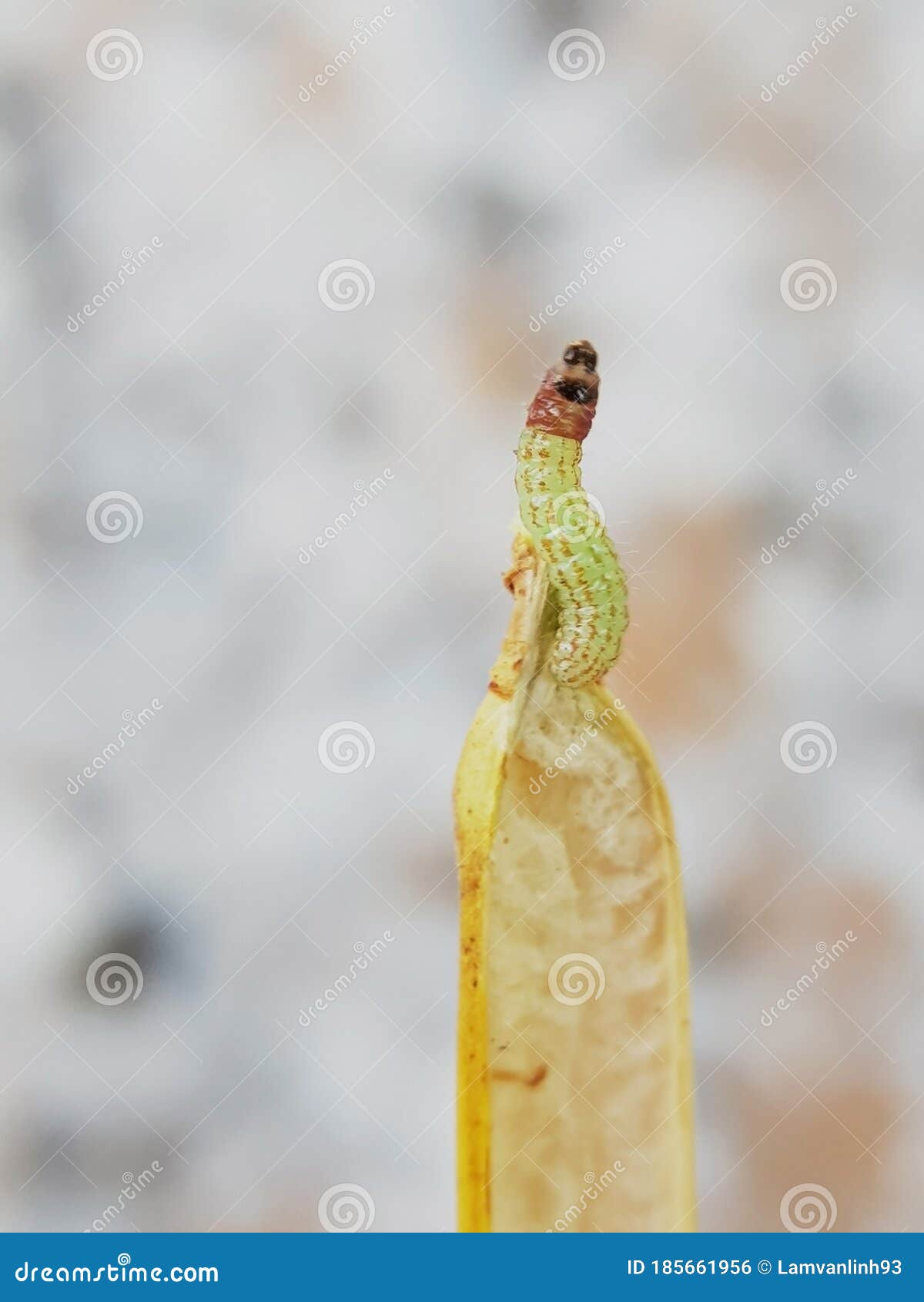 pulse pod borer moth injure on black bean in viet nam.