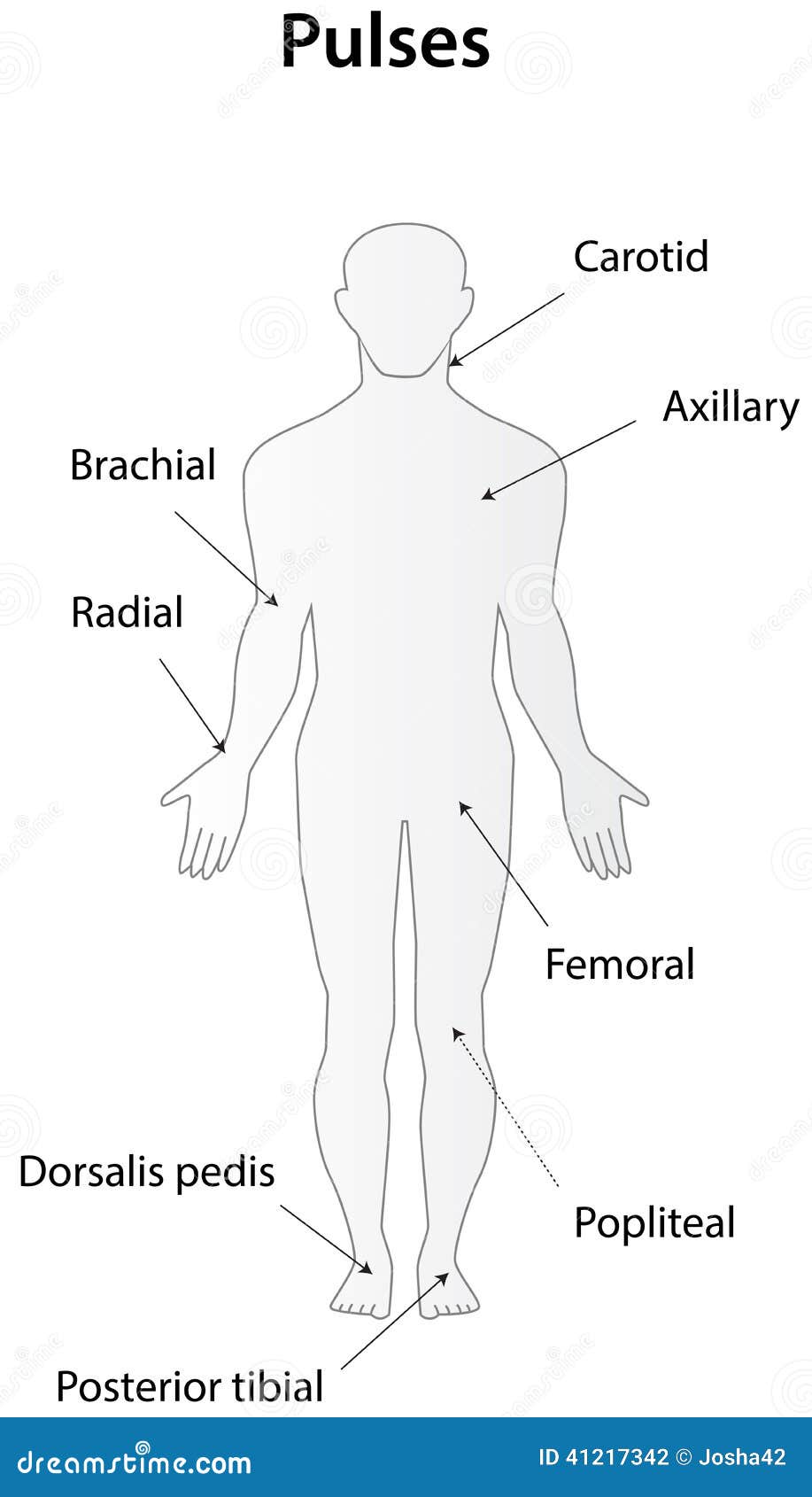 Pulses stock vector Illustration of artery examination Biology Diagrams
