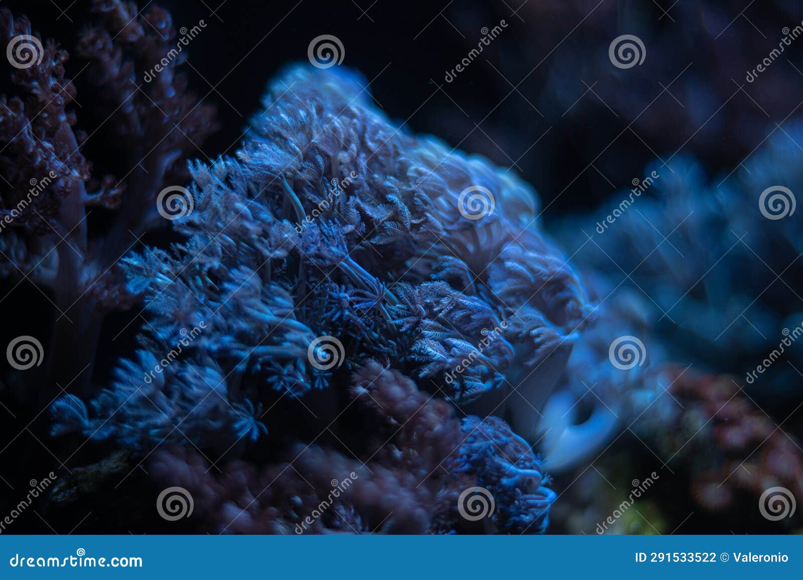 pulsing xenia soft coral colony move tentacles in strong flow, live rock stone nano reef marine aquarium, led blue light