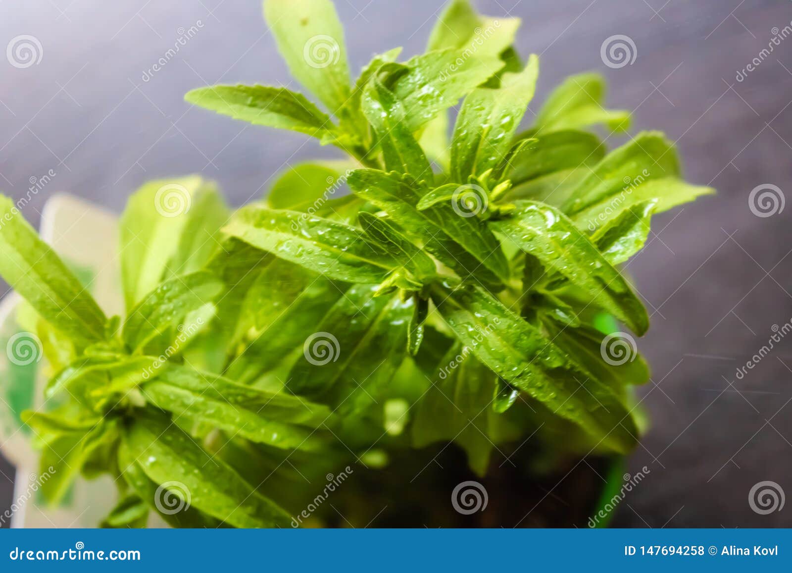 Pulverizing the Stevia Plant Closeup, Watering Plants Image Stock Photo Image of drops, care