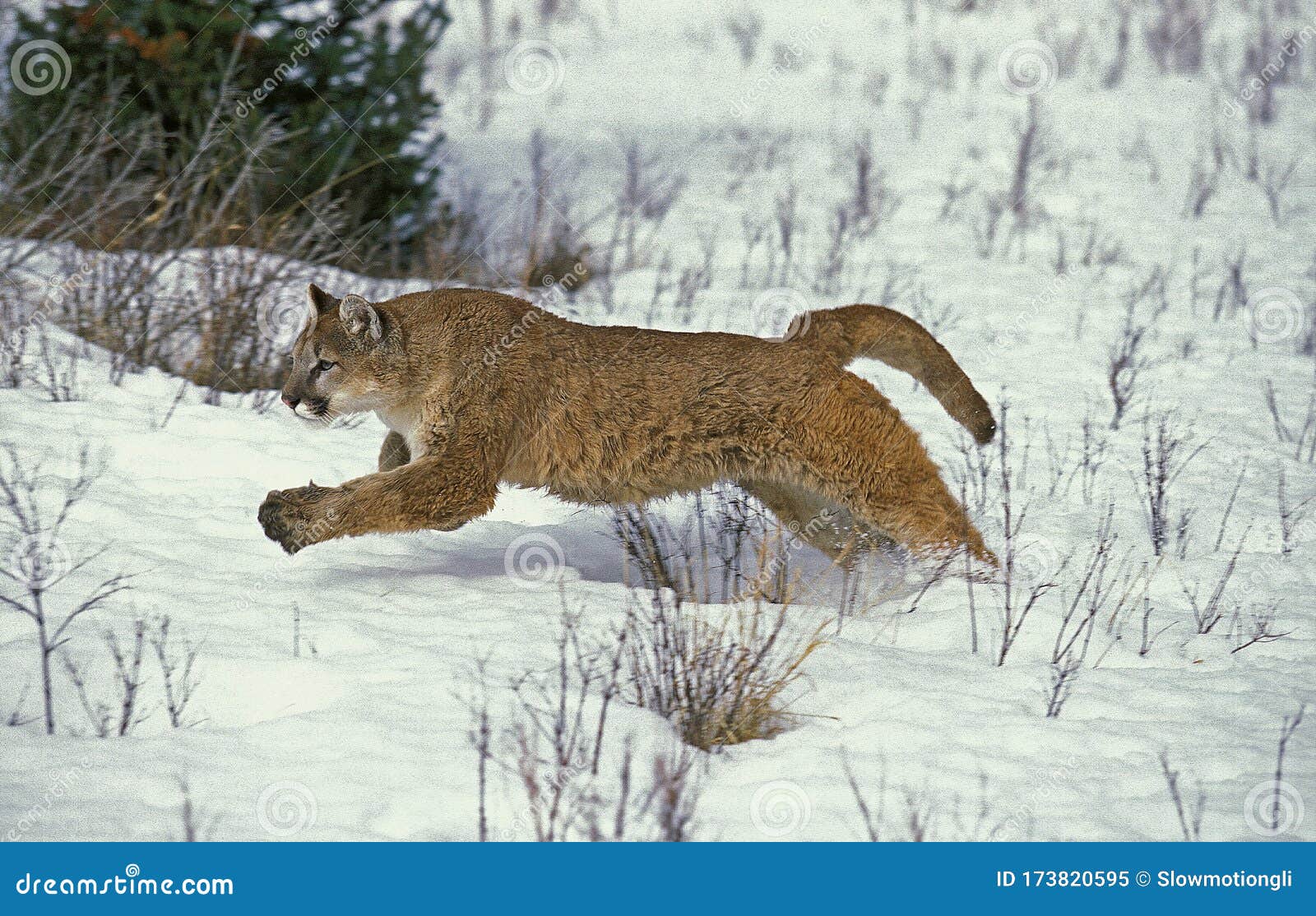 Puma美洲狮库存图片 图片包括有puma美洲狮