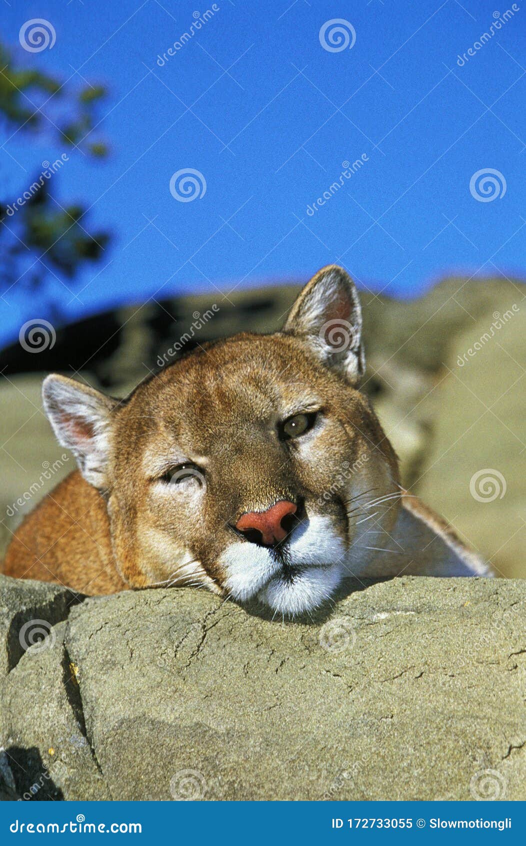 Puma美洲狮库存图片 图片包括有puma美洲狮