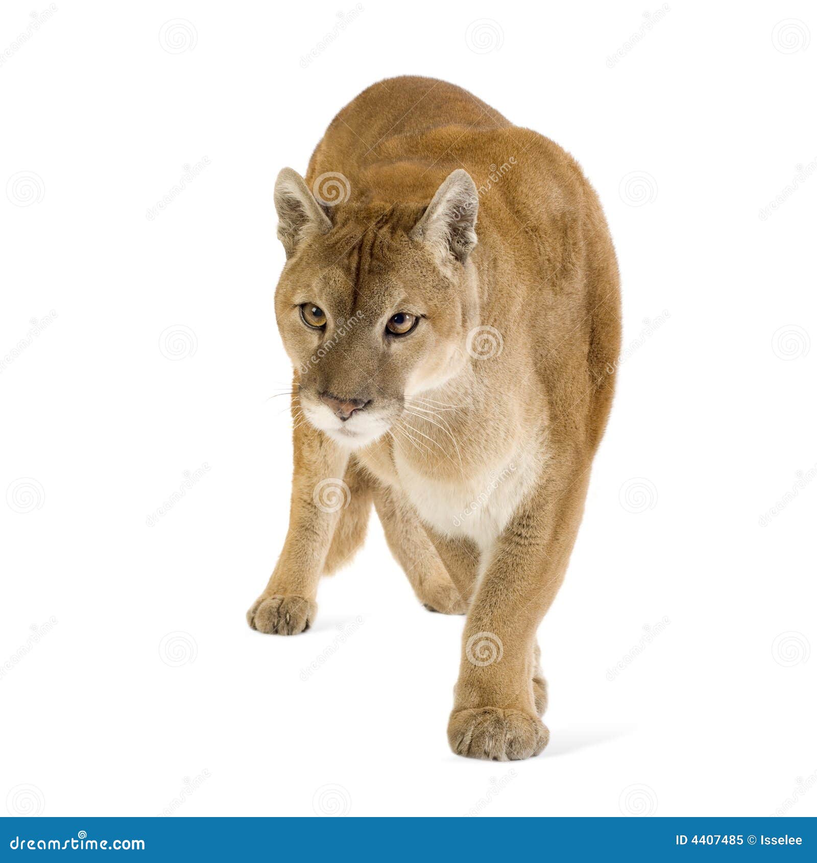 puma concolor
