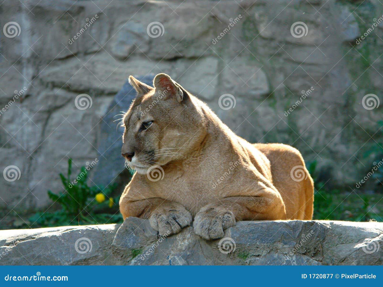 Puma stock image. Image of paws, wild, lion, cougar, rocky 1720877