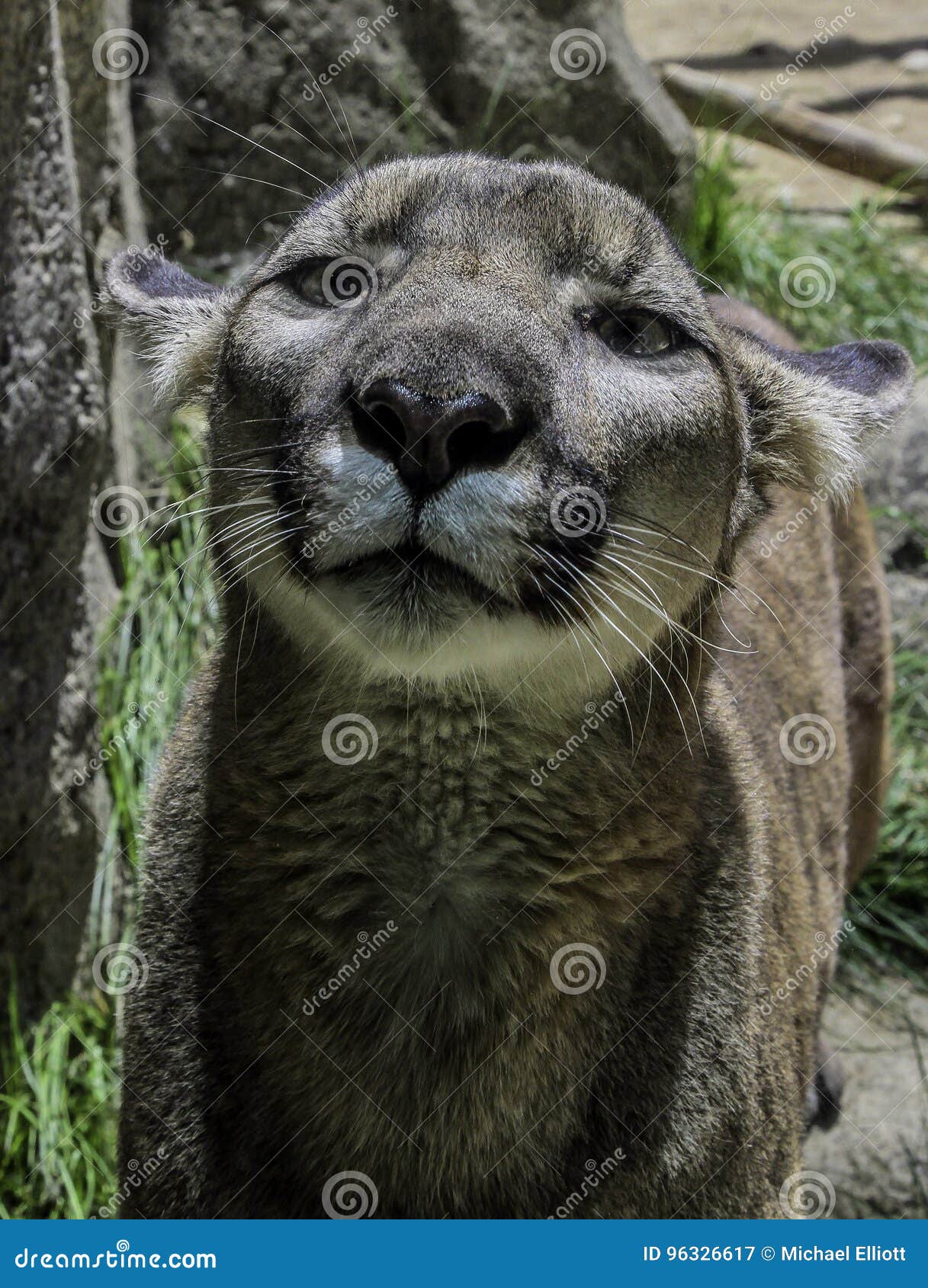 Puma image stock. Image du noir, chasseurs, puma, carnivore - 96326617