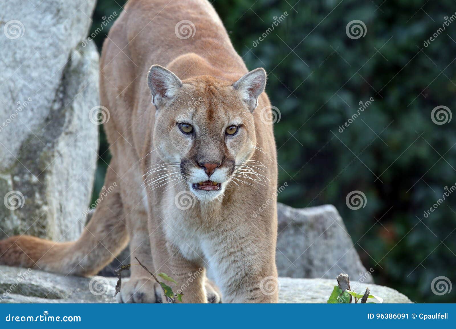 imagenes d puma