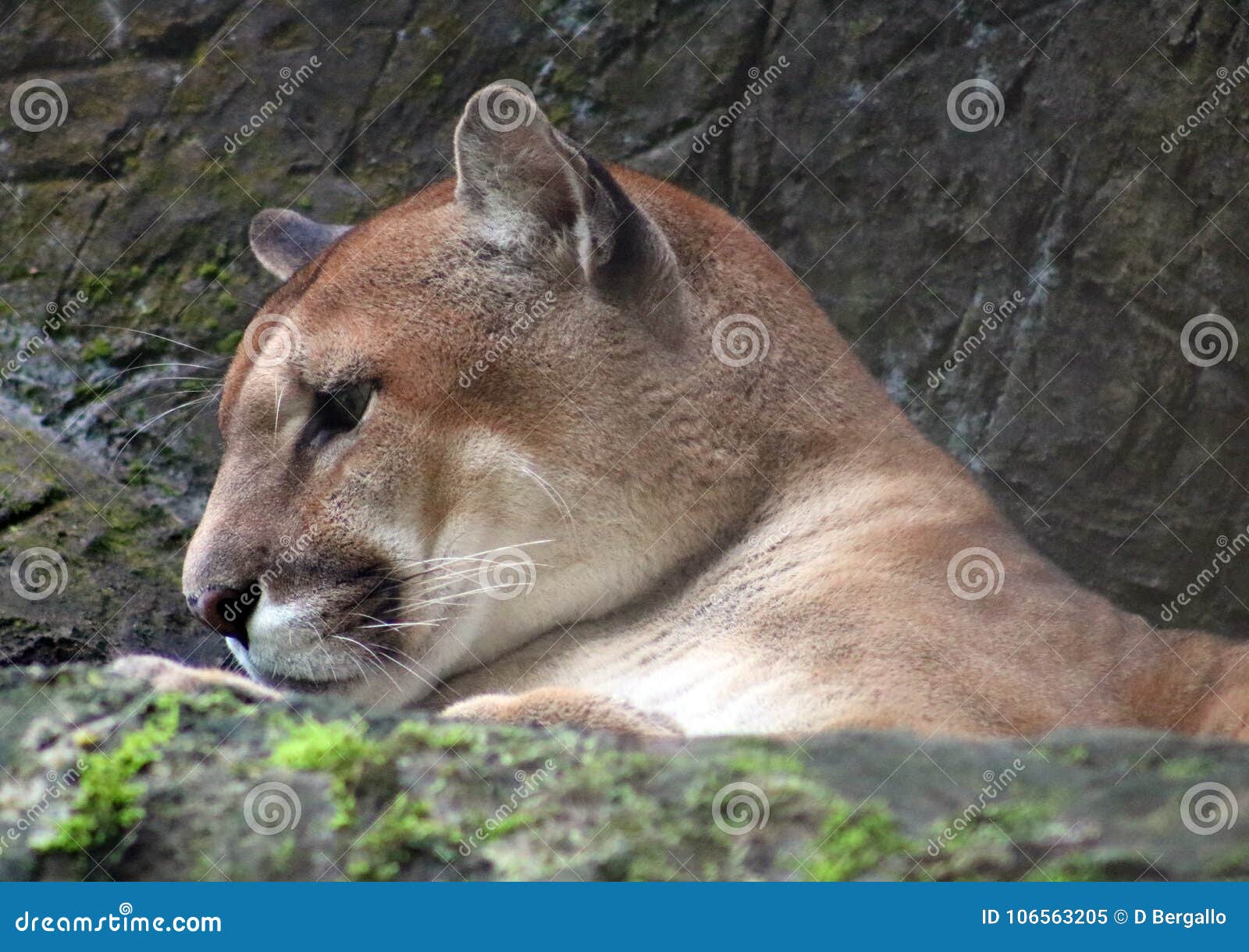 la puma costa rica