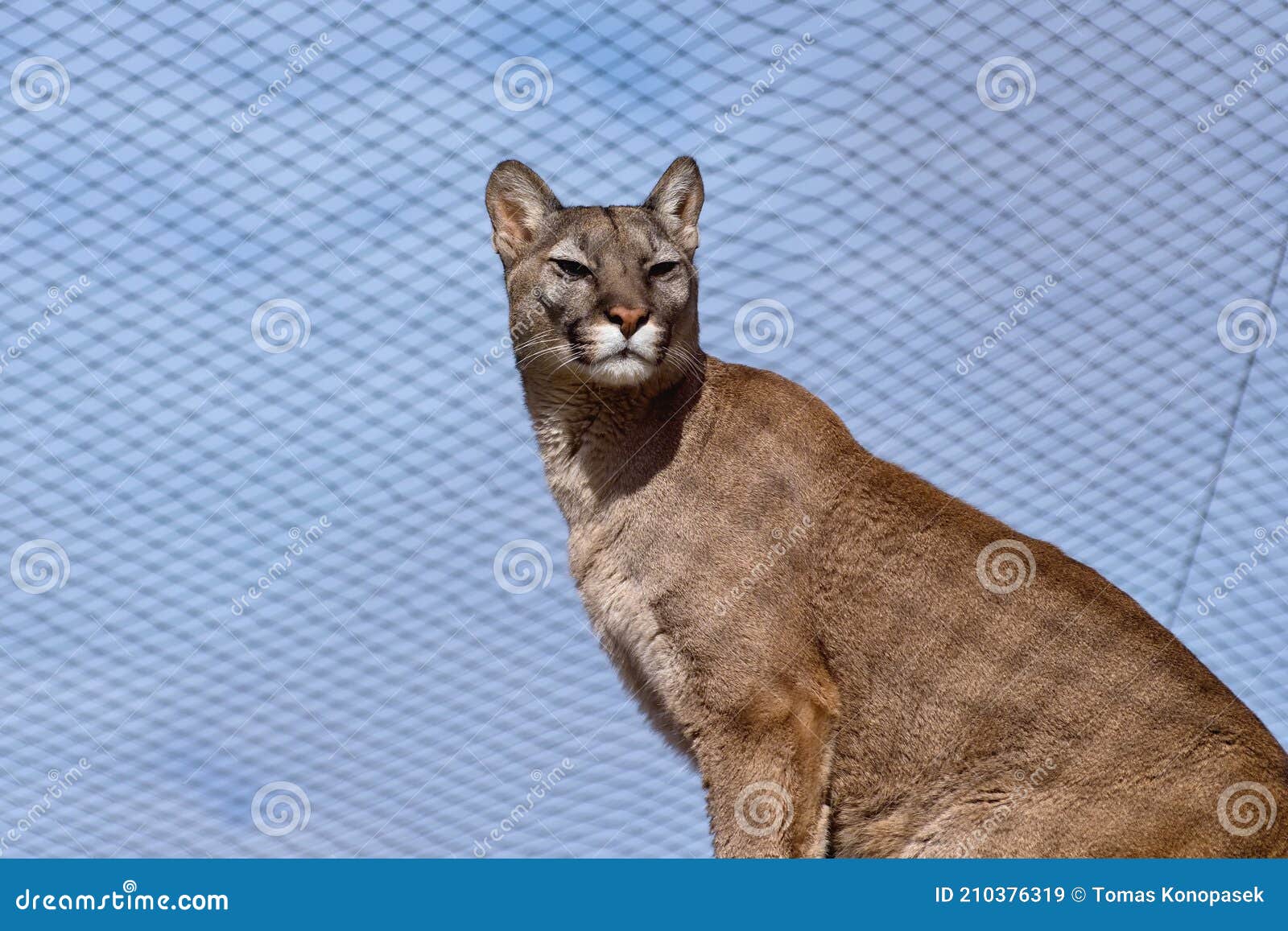Puma en el zoo. imagen de archivo. Imagen de felino - 210376319