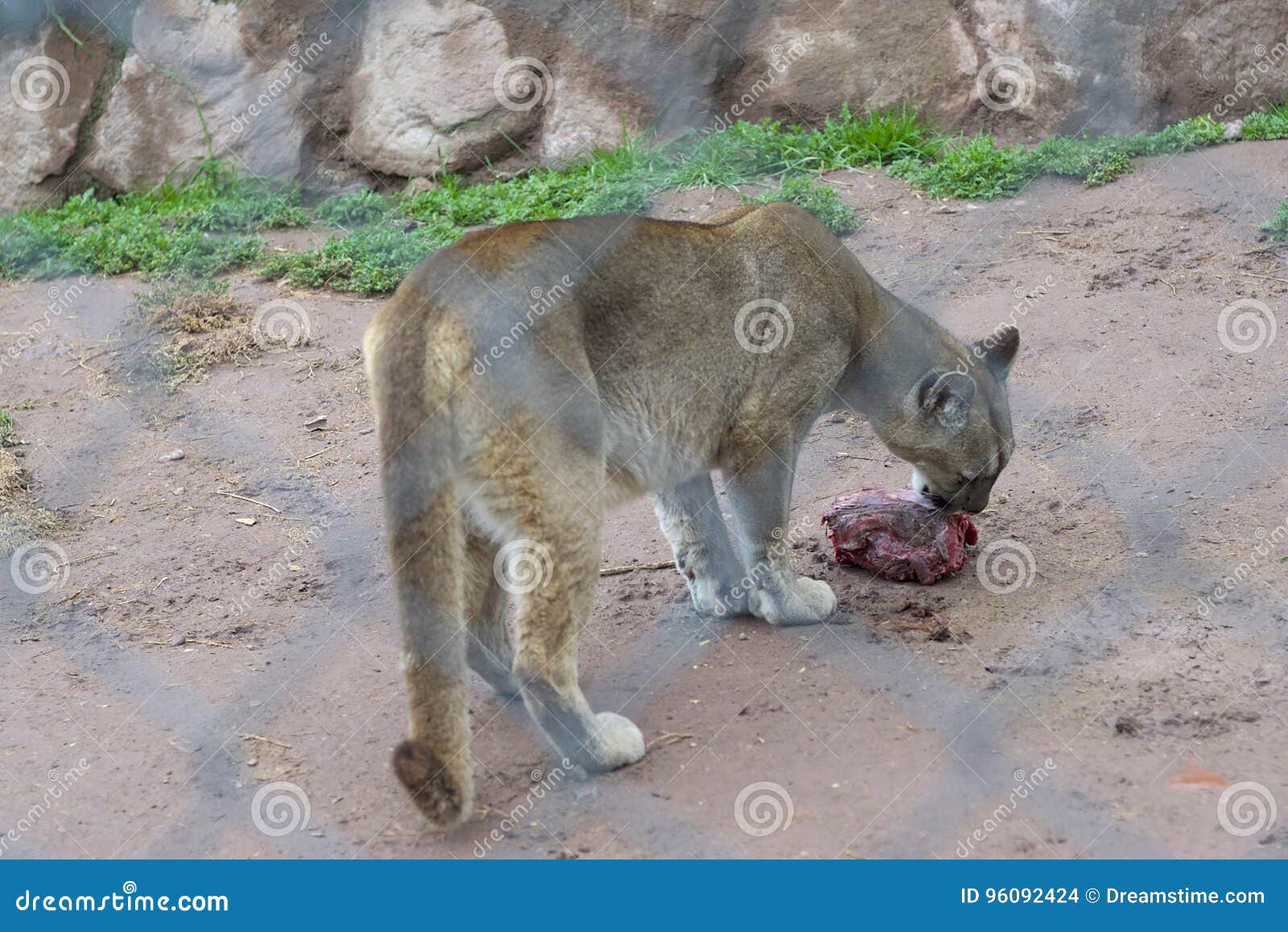Puma andino foto archivo. Imagen de animal, fauna 96092424